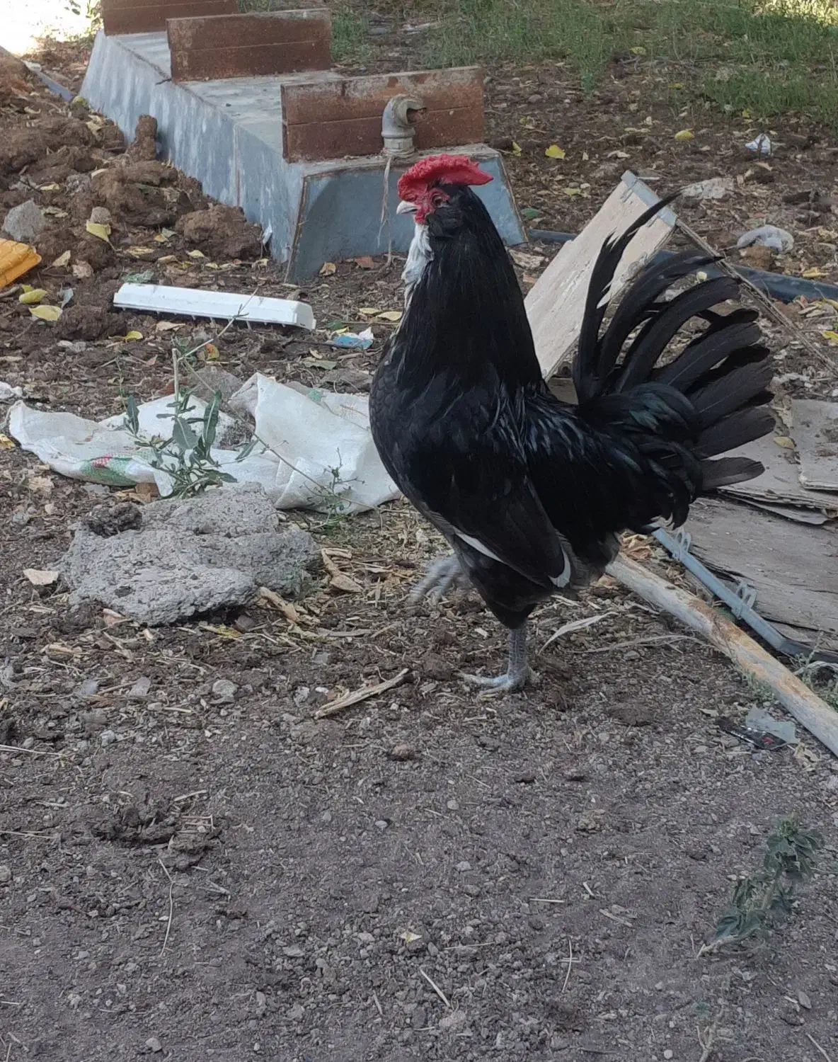 خروس چهل تاج ریشو  طوسی زغالی بدون رنگ|حیوانات مزرعه|تهران, گمرک|دیوار