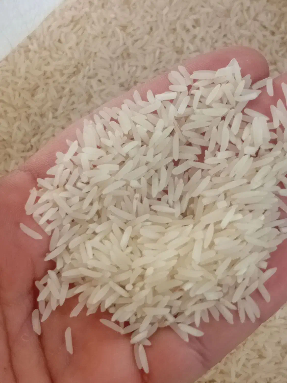 برنج فجر خوش پخت|خوردنی و آشامیدنی|گنبد کاووس, |دیوار