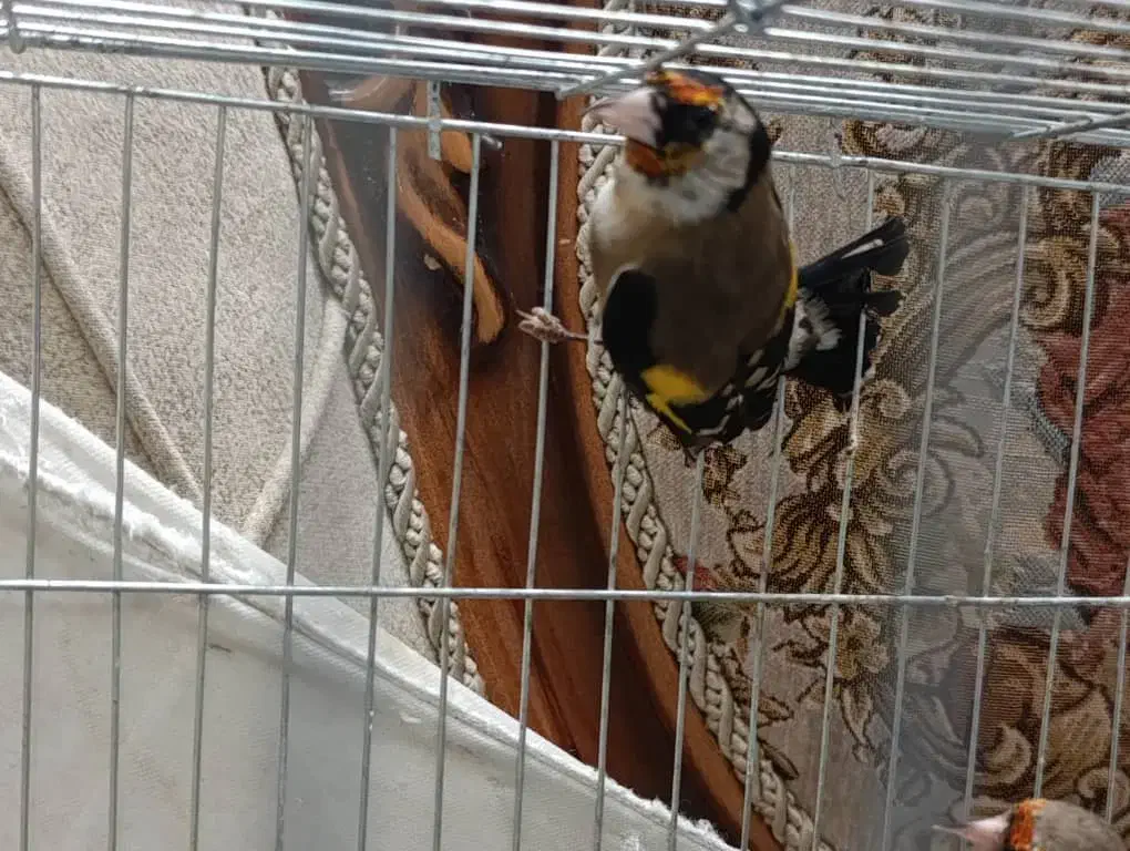 ۴ عدد سهره ۳عدد نر ۱ عدد ماده جوجه قفس|پرنده|وحیدیه, |دیوار