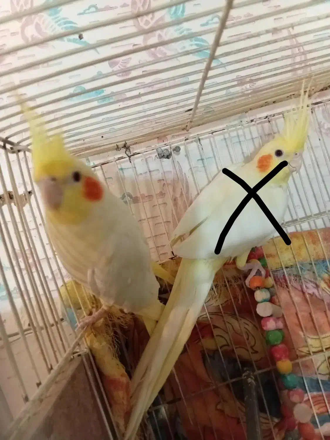 عروس هلندی لوتینو|پرنده|سبزوار, کهنه آب|دیوار