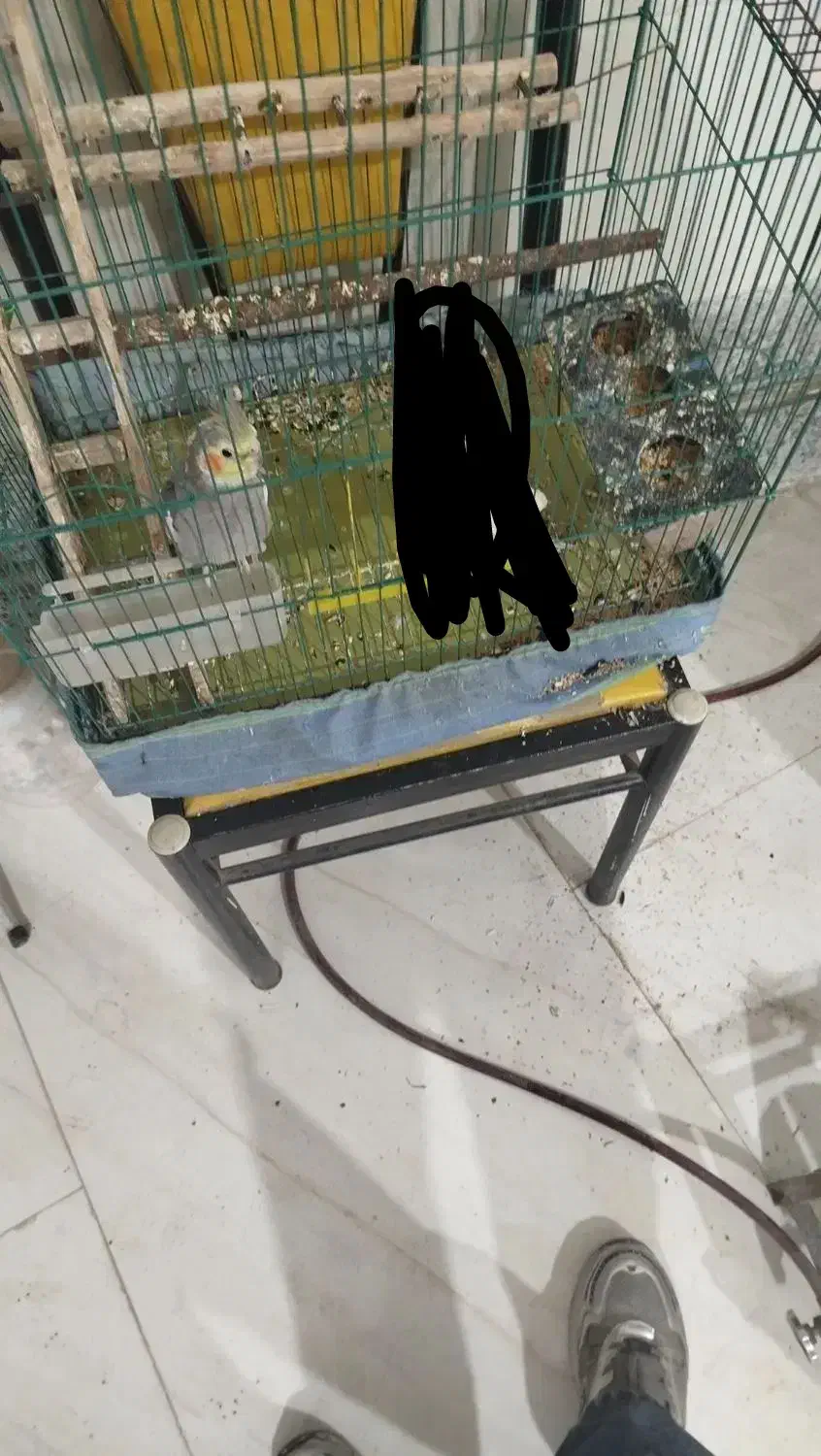 عروس هلندی نر|پرنده|اردبیل, |دیوار