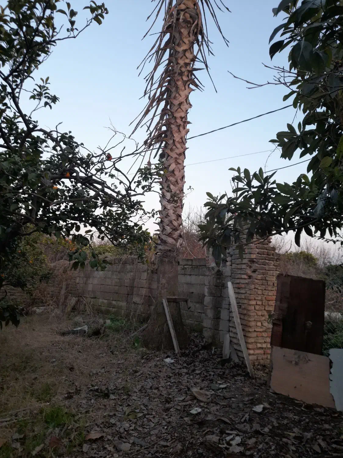 پالم|گل و گیاه طبیعی|ساری, |دیوار