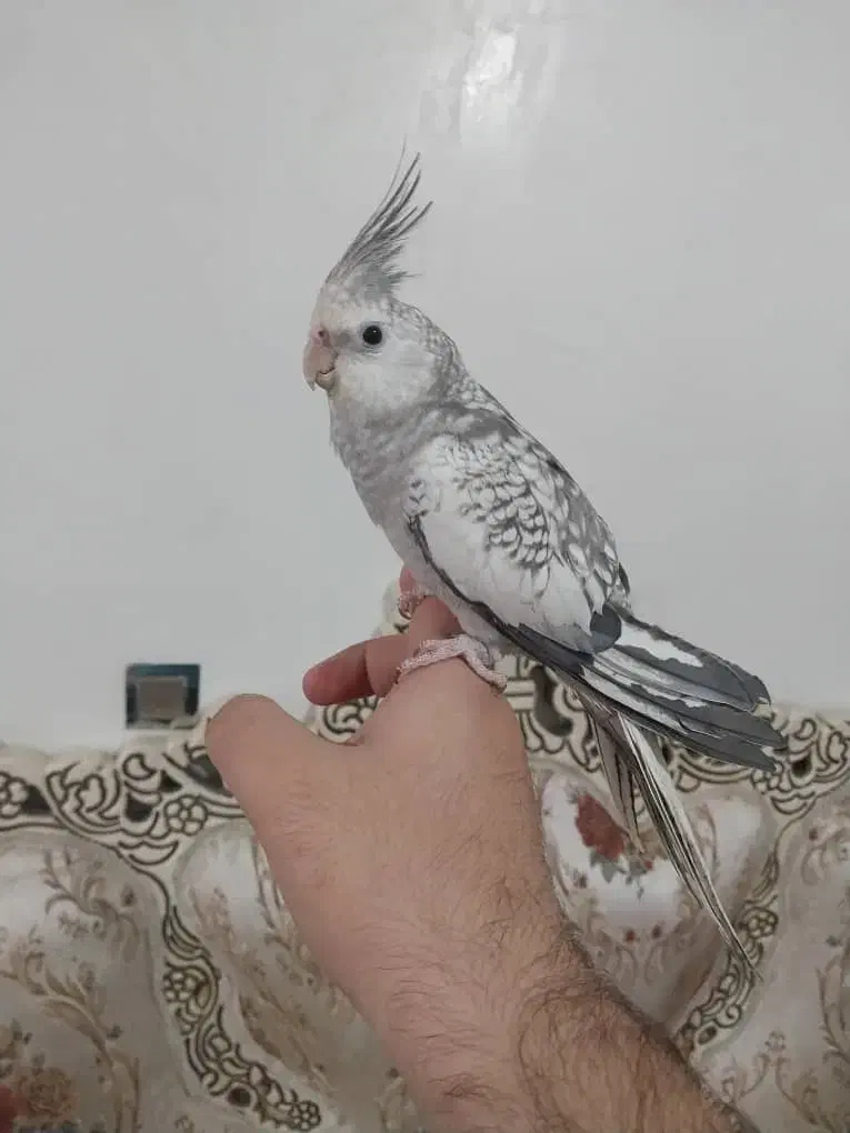 عروس هلندی ایزابلا|پرنده|شهریار, شهرک بهاران (ویره)|دیوار