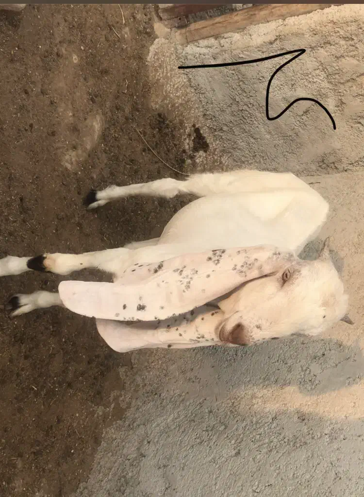 نر گلابی اصل|حیوانات مزرعه|لار, |دیوار