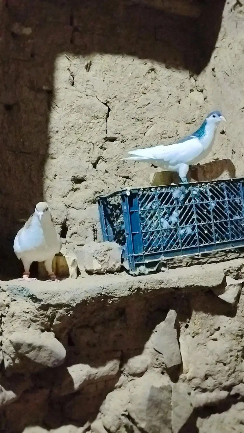 رنگه چپ|پرنده|تربتحیدریه, حاجی یار|دیوار