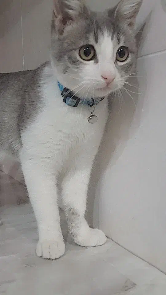 واگذاری گربه با وسایل نگهداری|گربه|زنجان, |دیوار