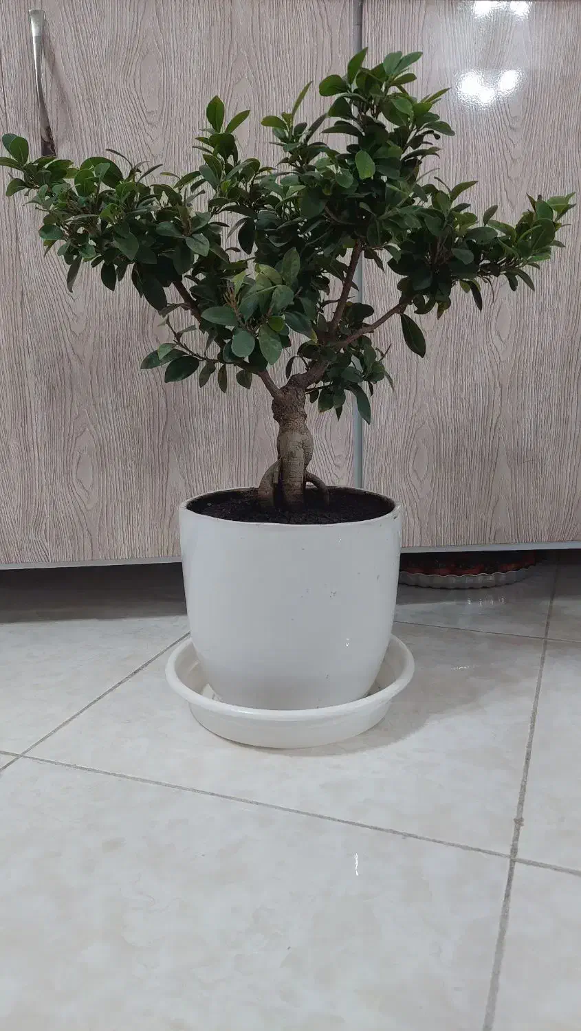 بونسای جنسینگ|گل و گیاه طبیعی|اصفهان, خانه اصفهان|دیوار