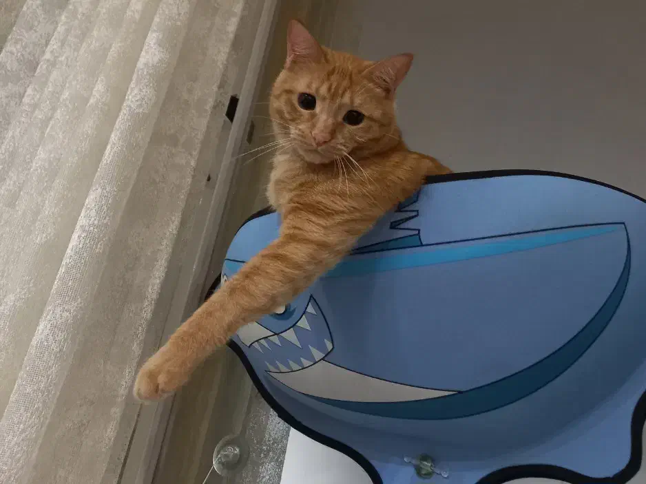 واگذاری گربه|گربه|لاهیجان, کاروانسرابر|دیوار