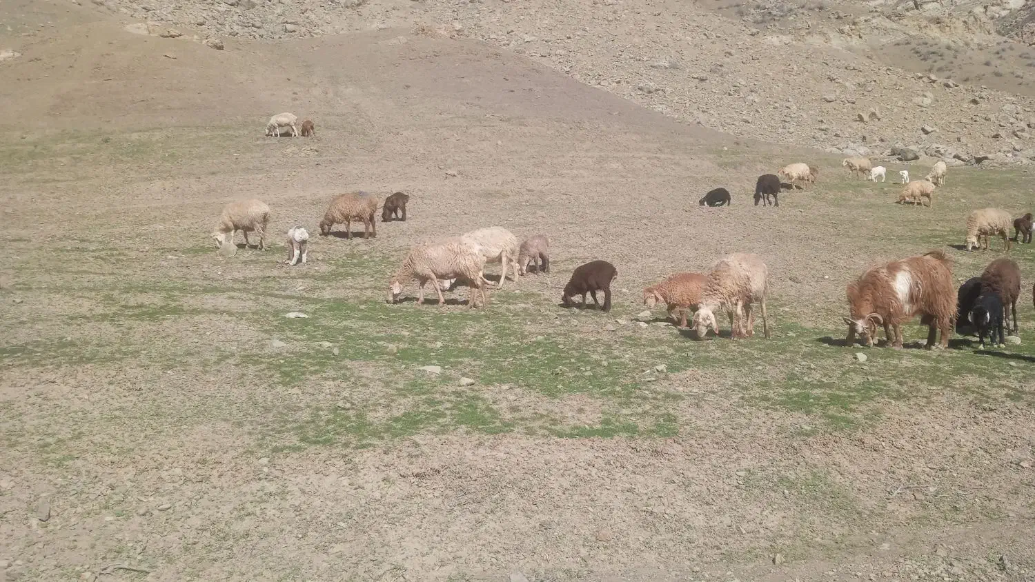 گوسفند|حیوانات مزرعه|گرمخان, |دیوار