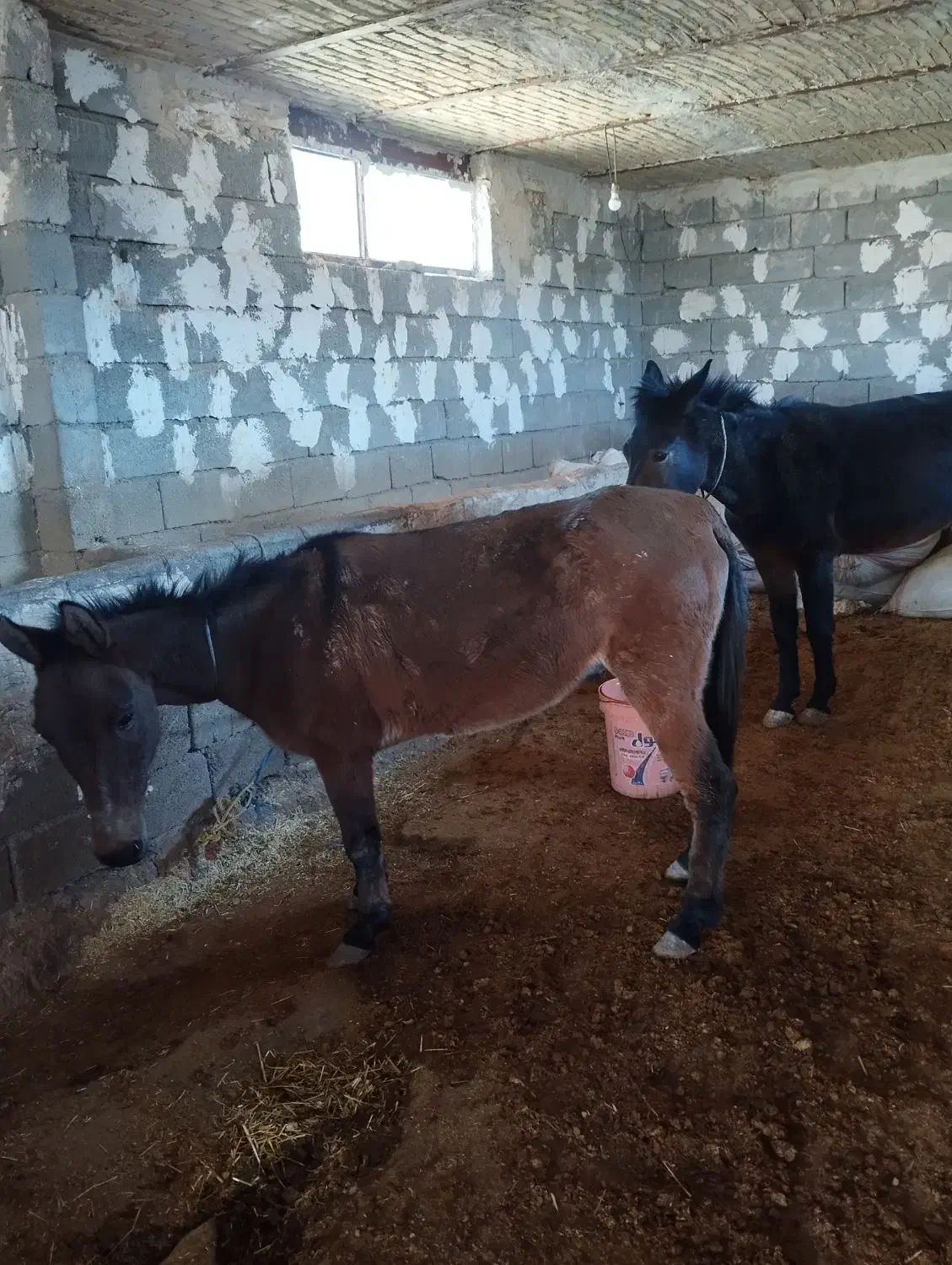 فروش یک اسب با 3تا استر یخترمه|حیوانات مزرعه|سردشت, |دیوار