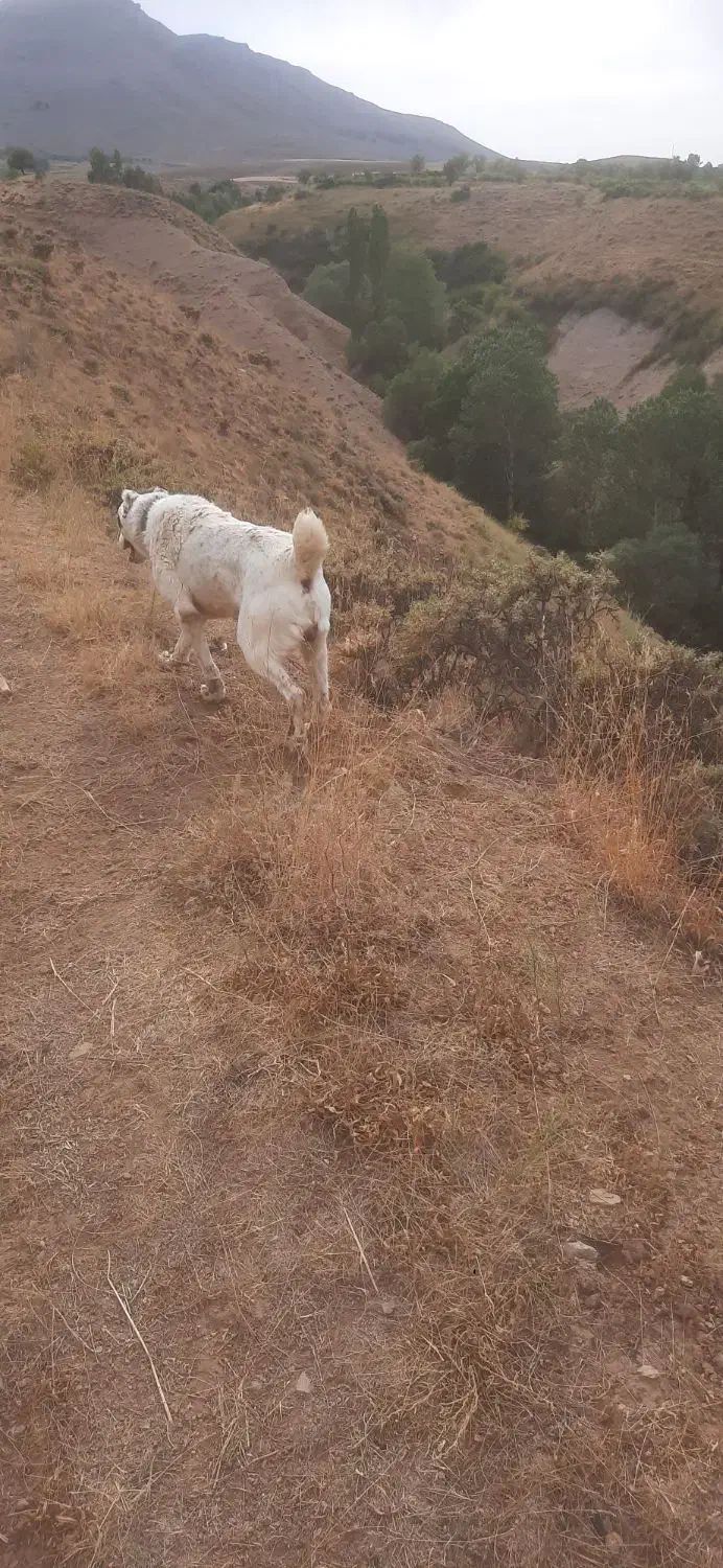 سگ گله  گمشده|حیوانات|آوج, |دیوار