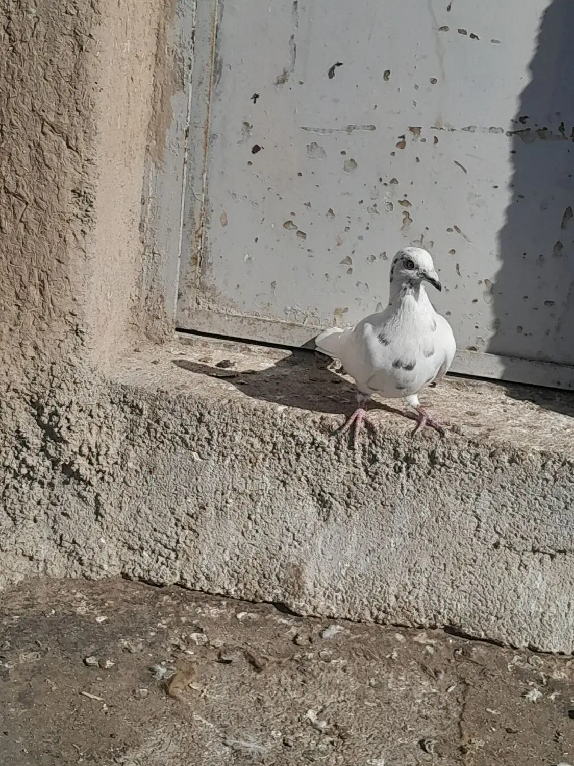 کبوتر|پرنده|قوچان, |دیوار