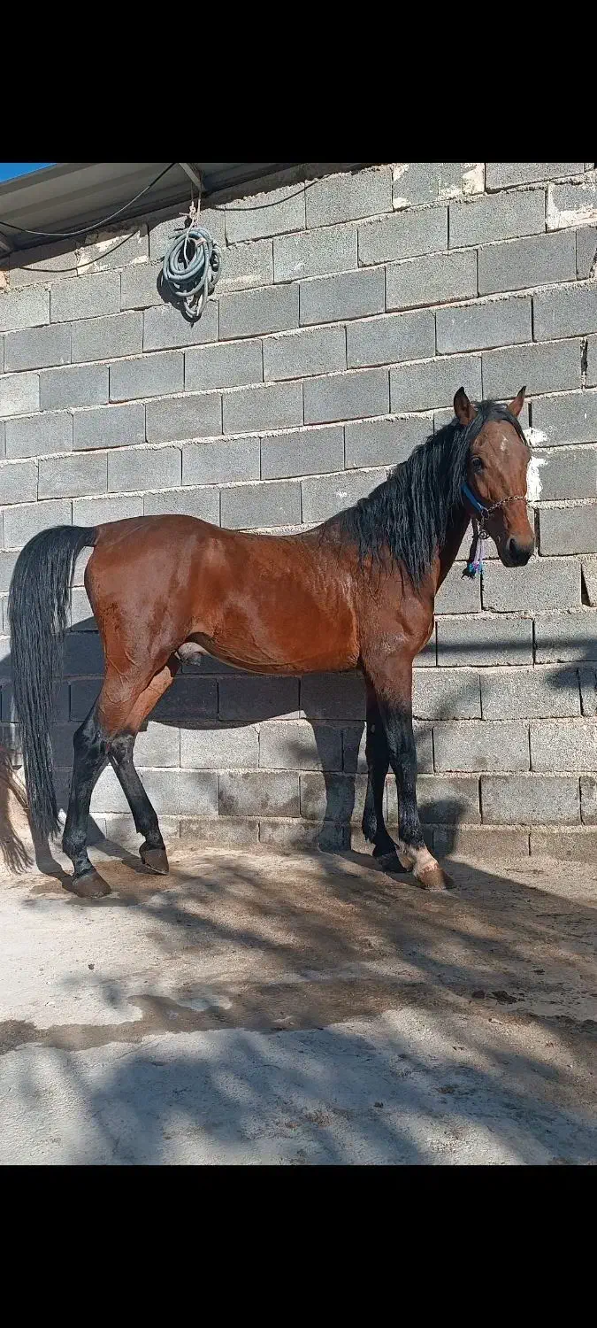 کره نریان کهر سه به چهار سال|اسب و تجهیزات اسبسواری|مرودشت, ژیان|دیوار