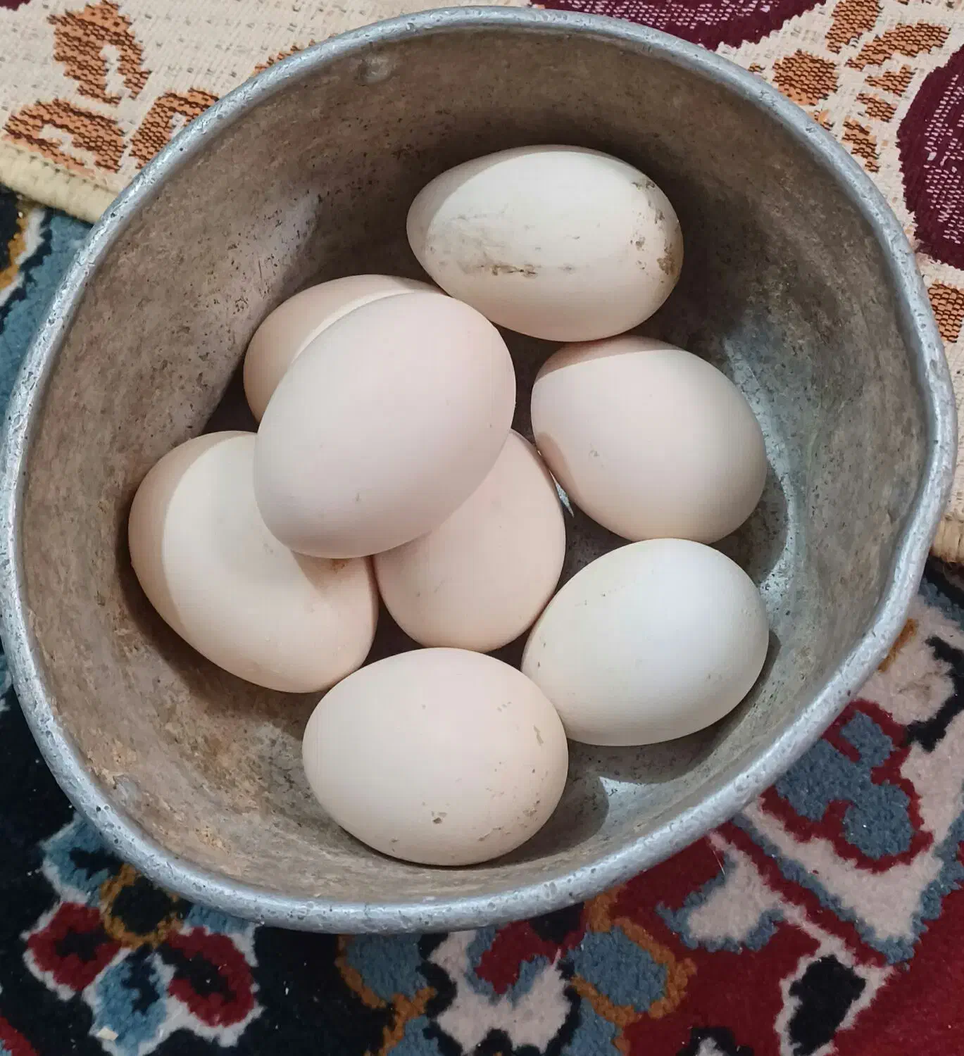 تخم مرغ نطفه دار|حیوانات مزرعه|برازجان, |دیوار