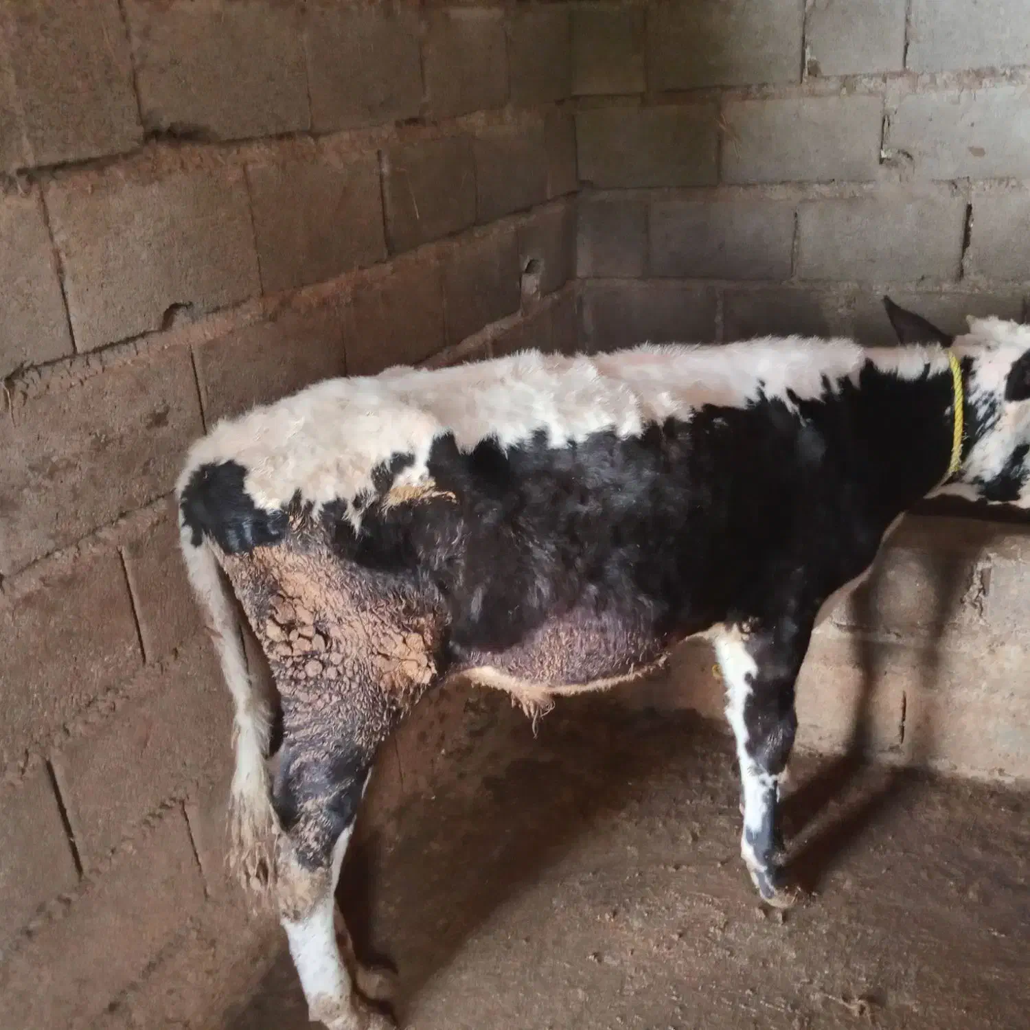 فرو ش دوراس.گاو.نر|حیوانات مزرعه|املش, |دیوار