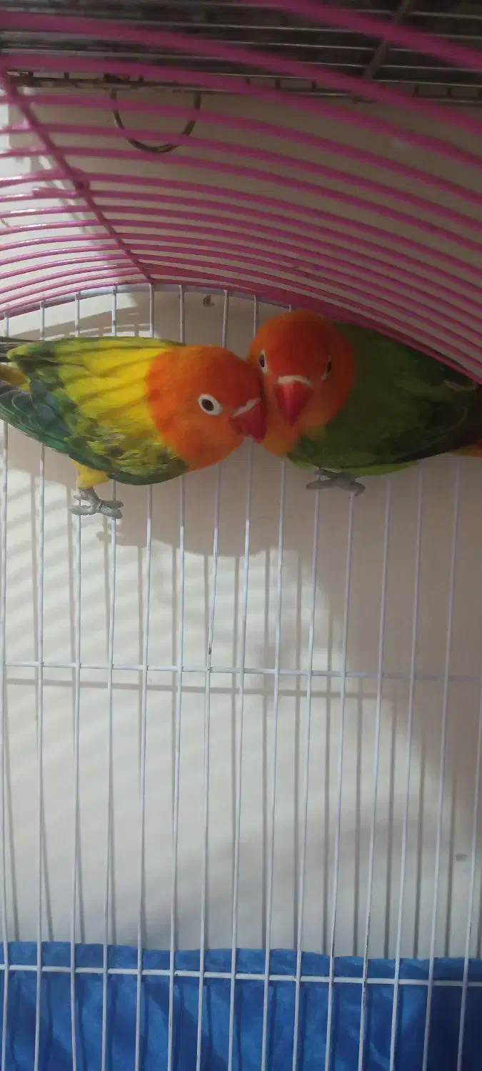 طوطی برزیلی|پرنده|ری, دولتآباد|دیوار