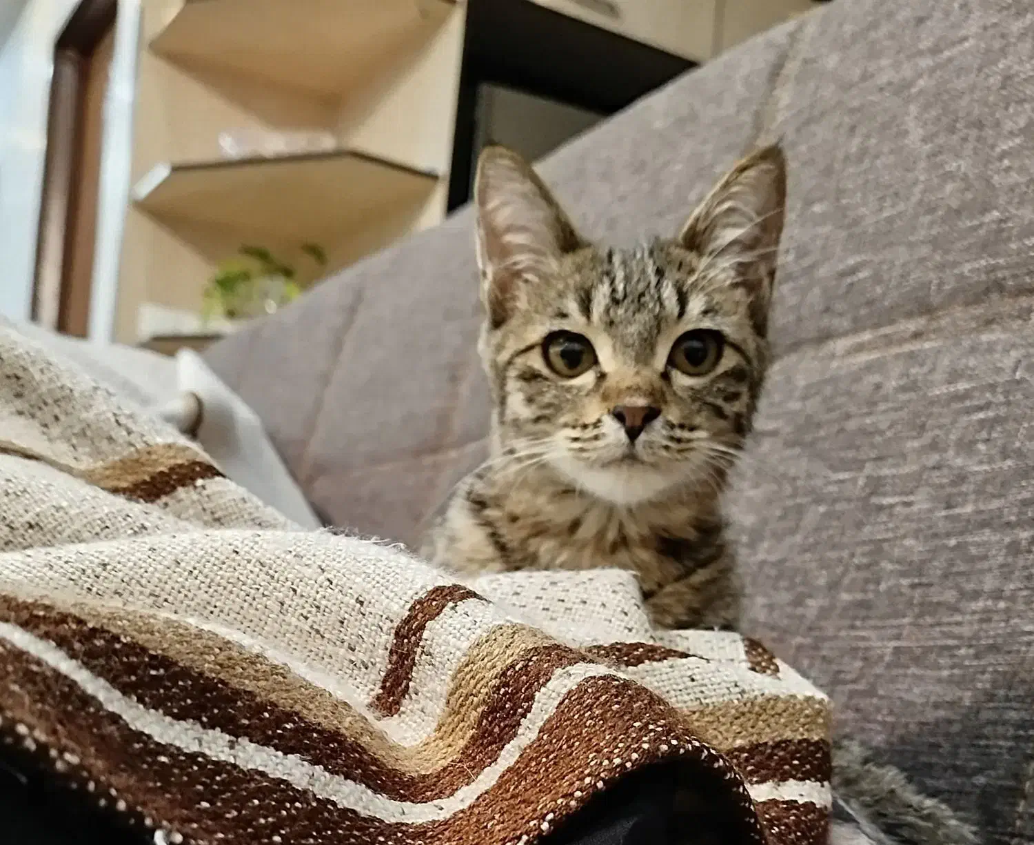 بچه گربه باهوش تمایل به همراهی با آدم ها|گربه|ارومیه, |دیوار