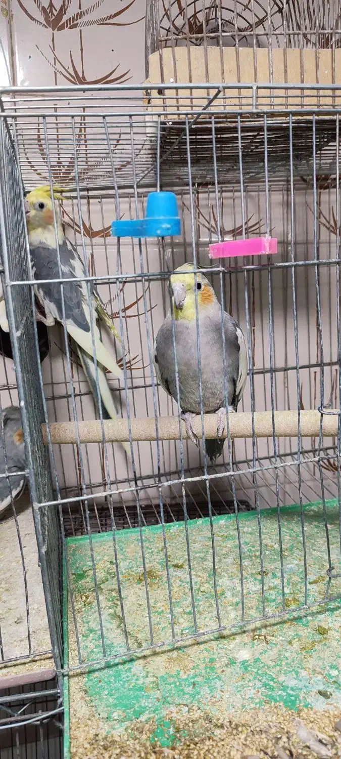 عروس هلندی جفت|پرنده|مرودشت, ابوذر شمالی|دیوار