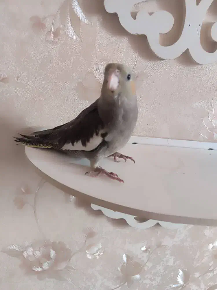 عروس هلندی|پرنده|بندرعباس, |دیوار