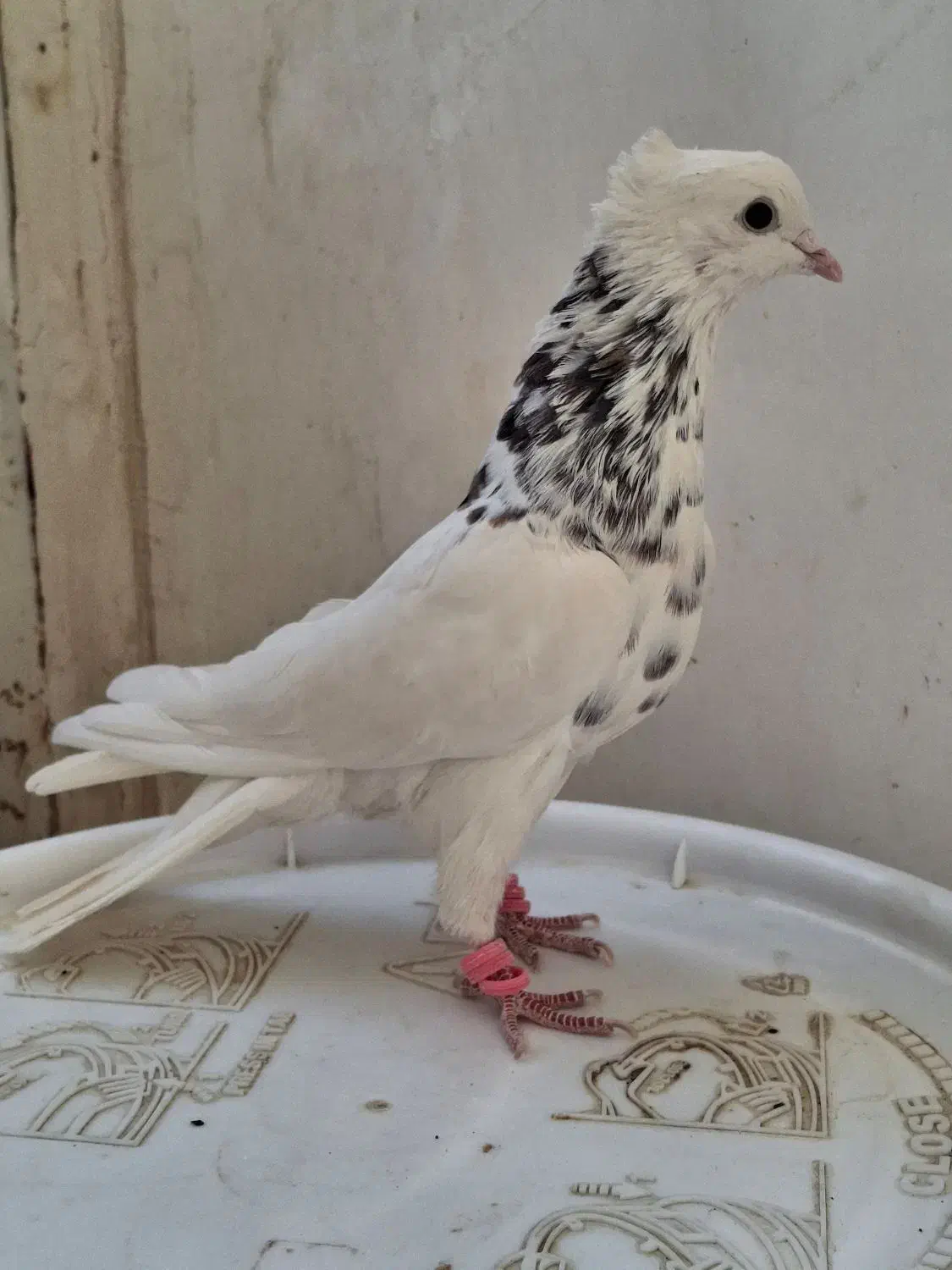 کبوتر طوقی|پرنده|کاشمر, |دیوار