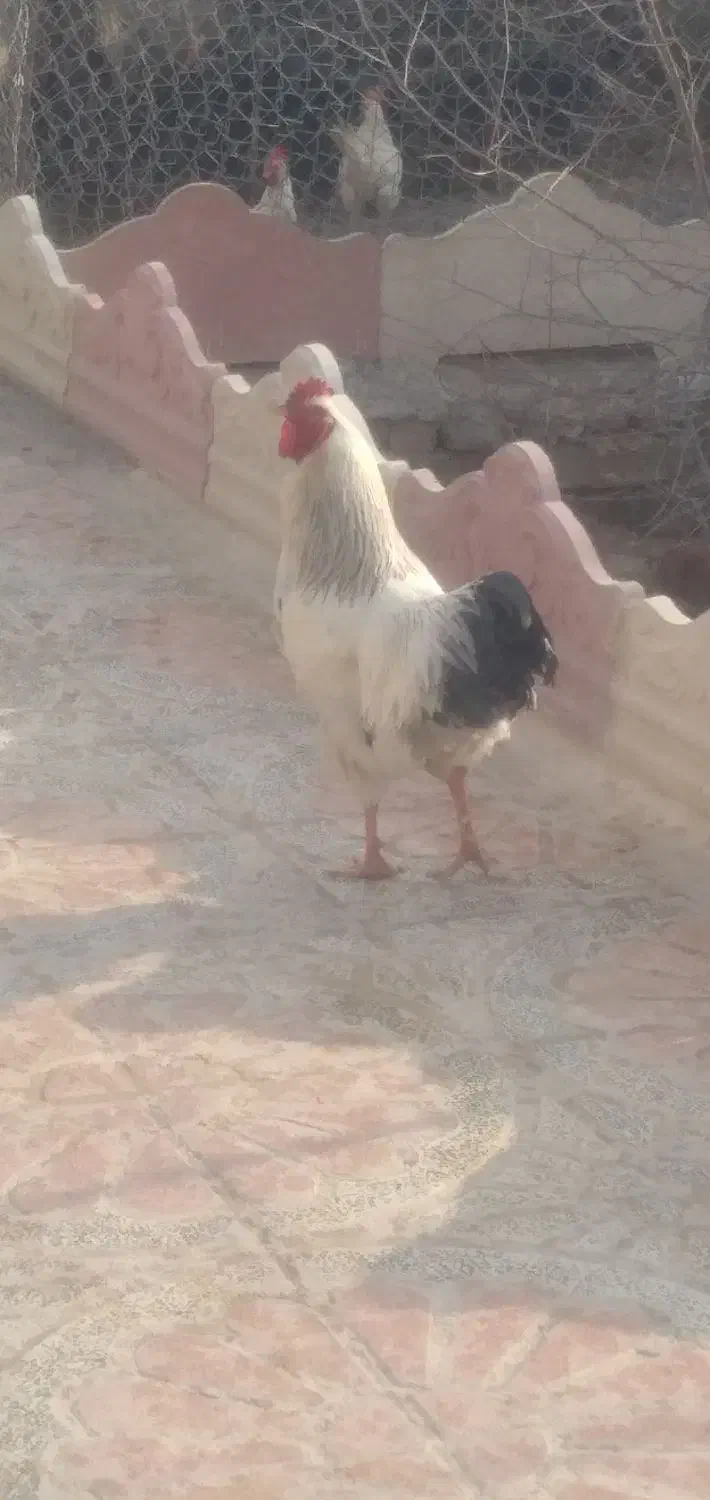 خروس محلی|حیوانات مزرعه|کنگاور, |دیوار