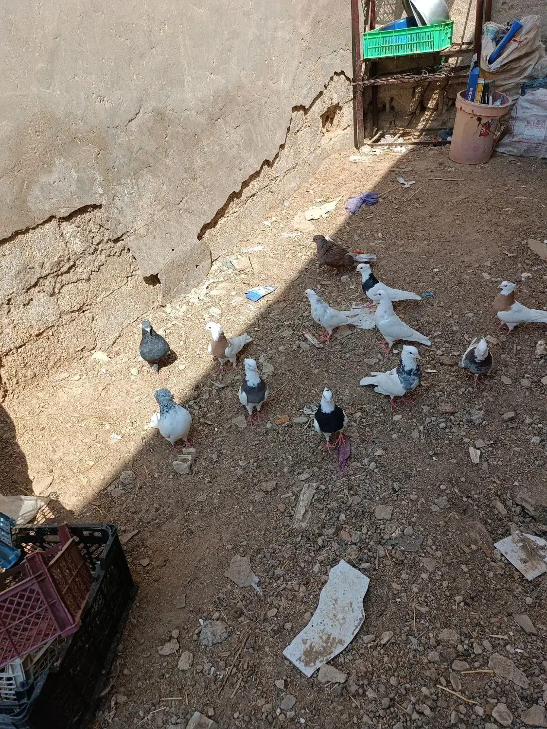 کفتر خونگی کاملن سالم به فروش میرسد|پرنده|شادگان, |دیوار