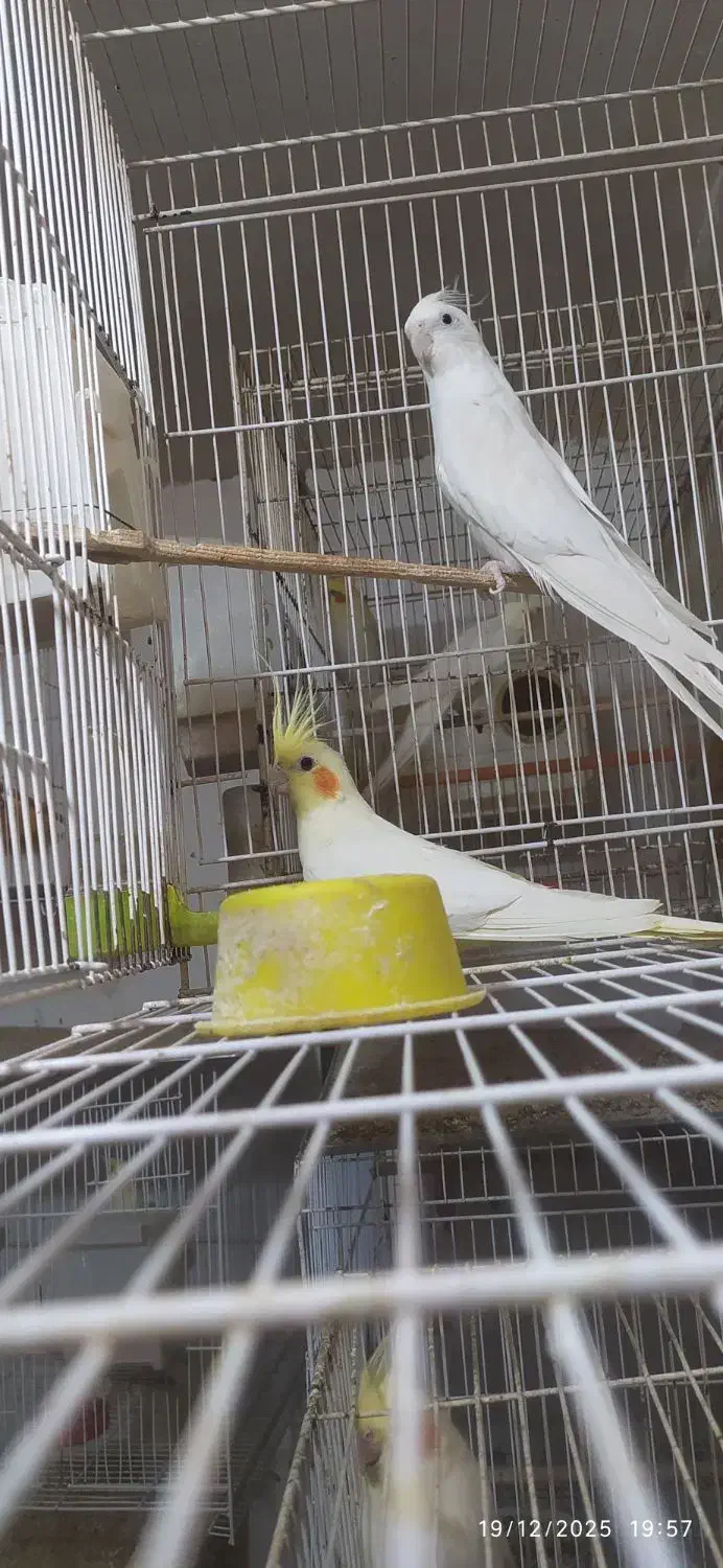 جفت عروس هلندی مولد|پرنده|مشهد, ایثار|دیوار