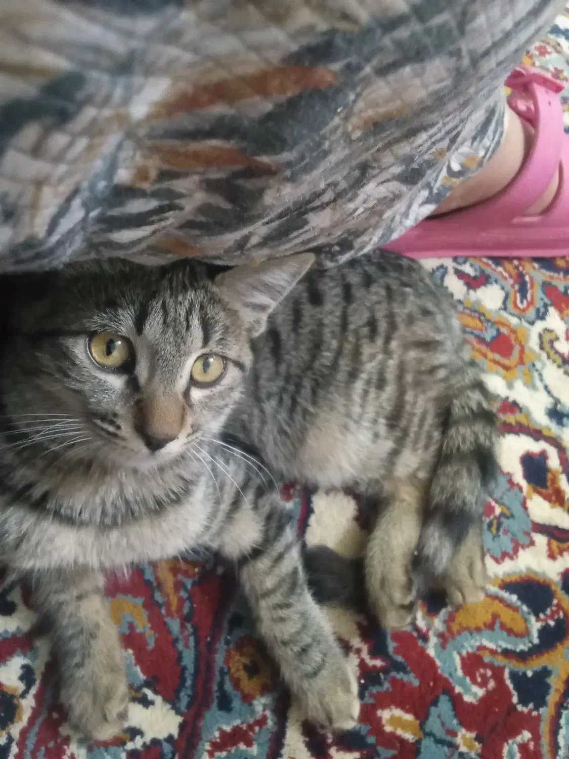 گربه دورگه ماده سن6ماه|گربه|شاهرود, |دیوار