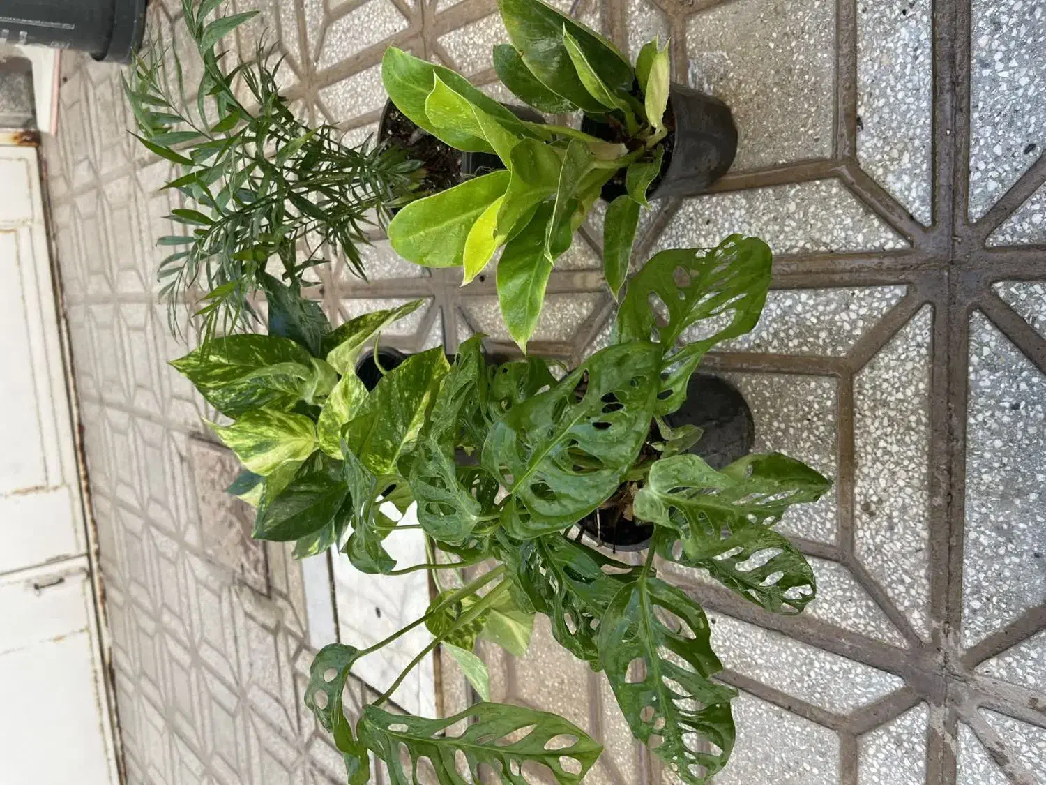 گل و گیاهان آپارتمانی|گل و گیاه طبیعی|یزد, |دیوار