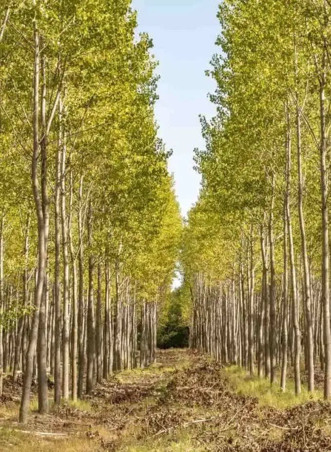 نهال کبوده ریسک کم با درآمد بالا|خدمات باغبانی و درختکاری|آذرشهر, |دیوار