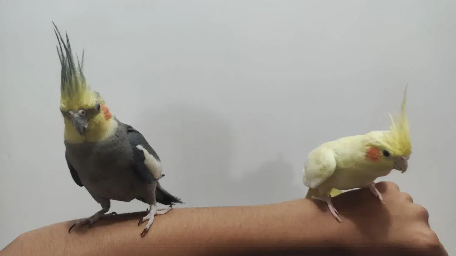 فروش عروس هلندی جفت دستیه دستی|پرنده|لامرد, |دیوار