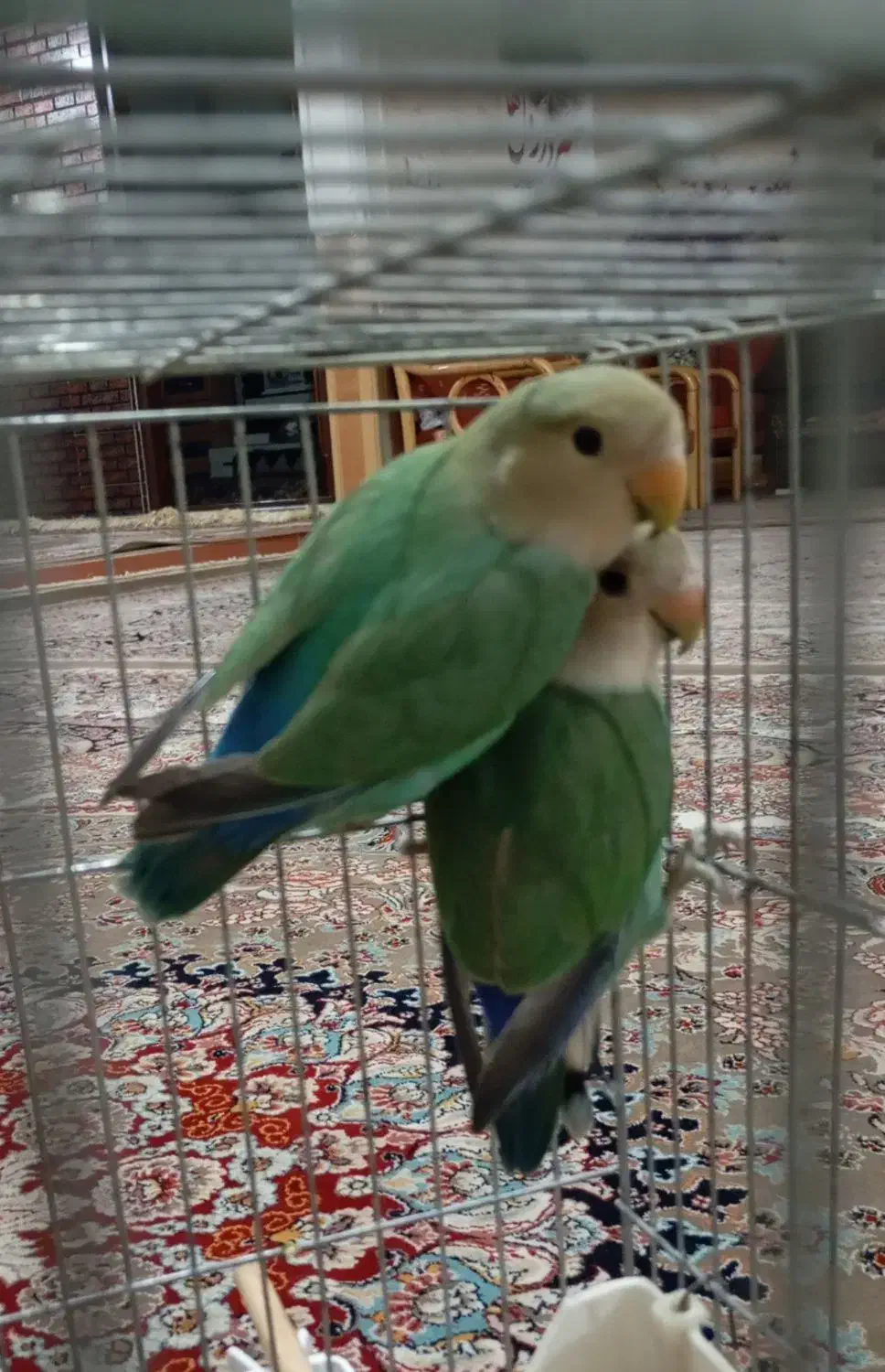 طوطی برزیلی|پرنده|پلدختر, |دیوار