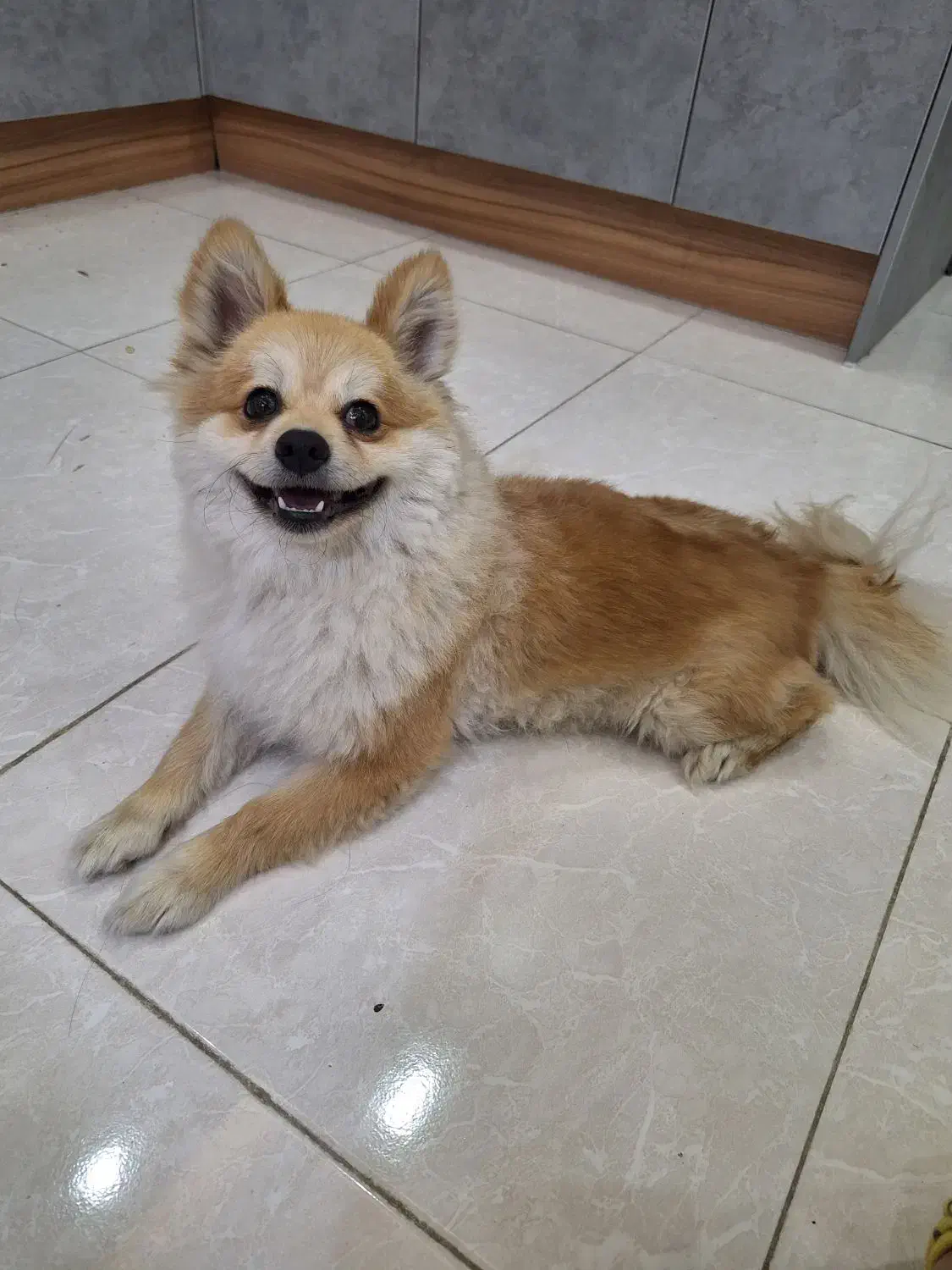 پانسیون خانگی سگ و گربه|خدمات پیشه و مهارت|کرج, کیانمهر|دیوار