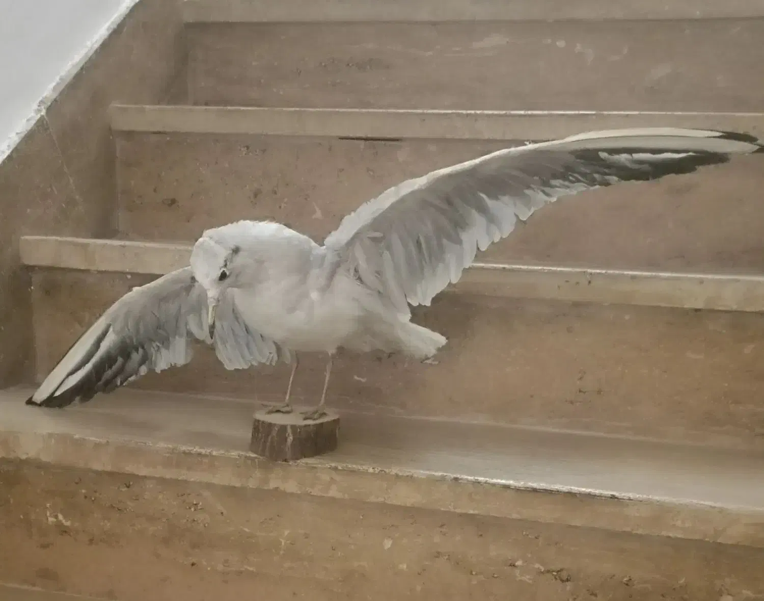 مرغ دریایی|مجسمه، تندیس، ماکت|کرمان, |دیوار