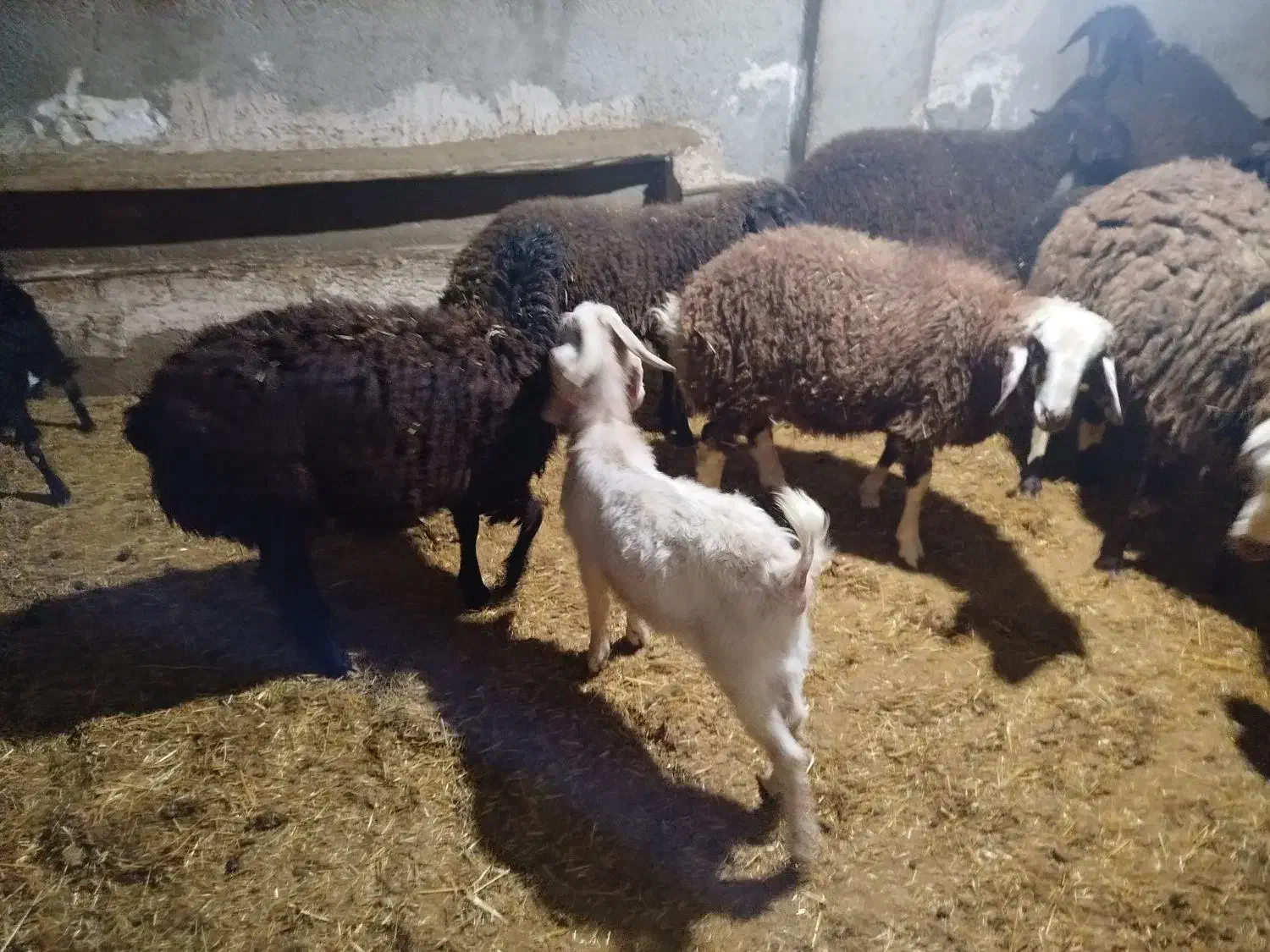 گوسفند زنده بره و بزغاله نر گوشتی ۱۸ تا 50 کیلو|حیوانات مزرعه|کرج, کیانمهر|دیوار