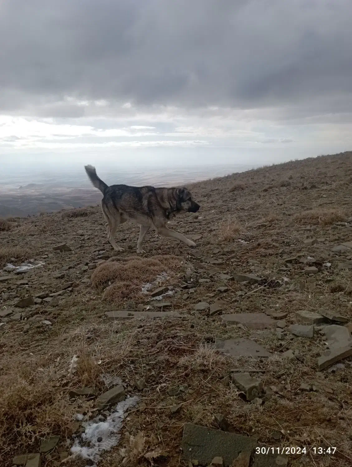 سگ گله|سگ|قره پشتلو, |دیوار