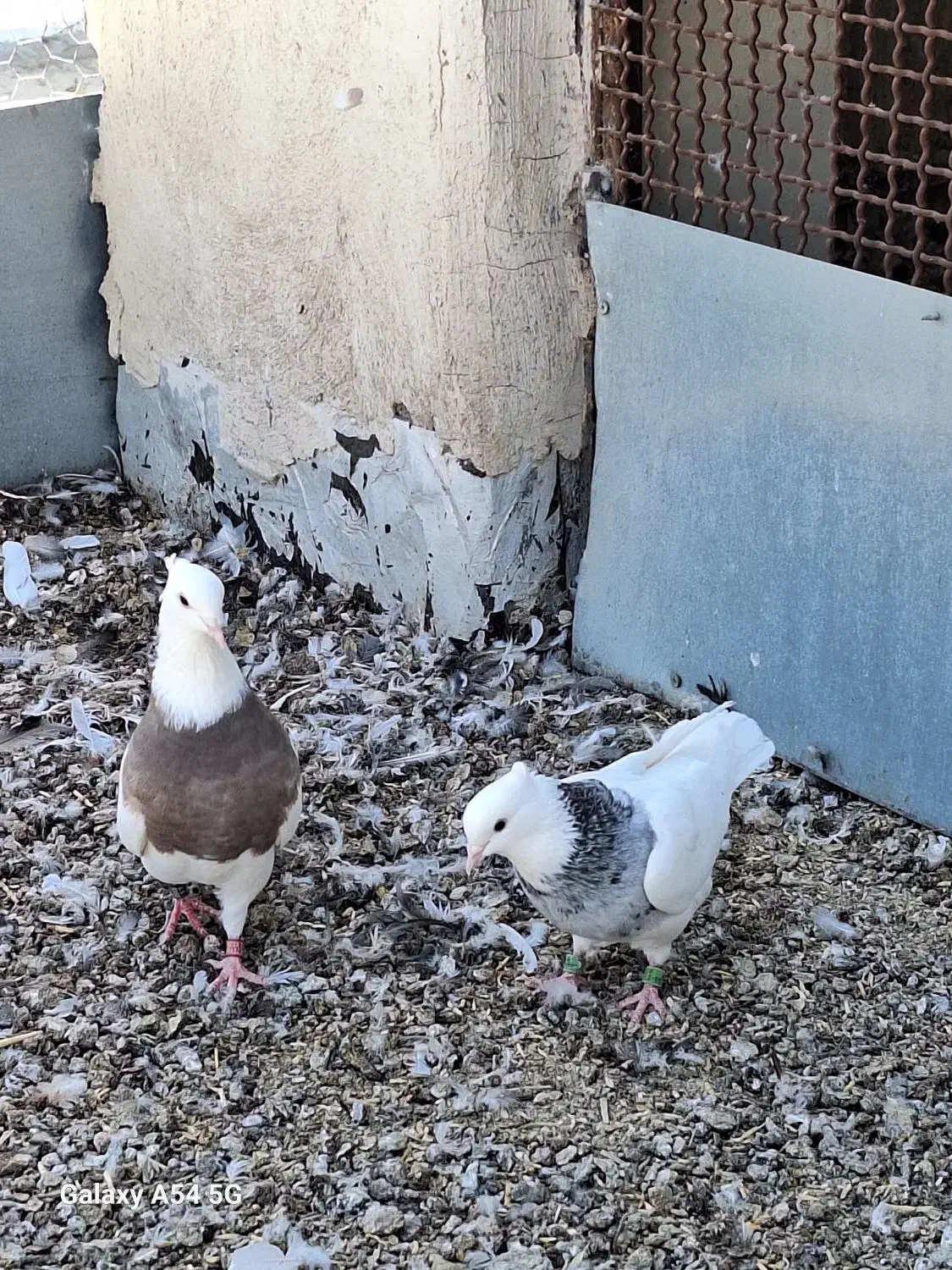 کبوتر طوقی کله ای سینه ای سبز آبادانی|پرنده|شهرضا, |دیوار