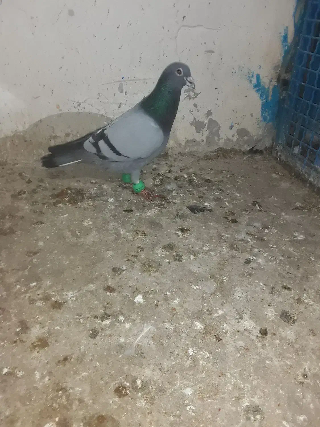 سبز نر صید|پرنده|شیروان (خراسان), |دیوار