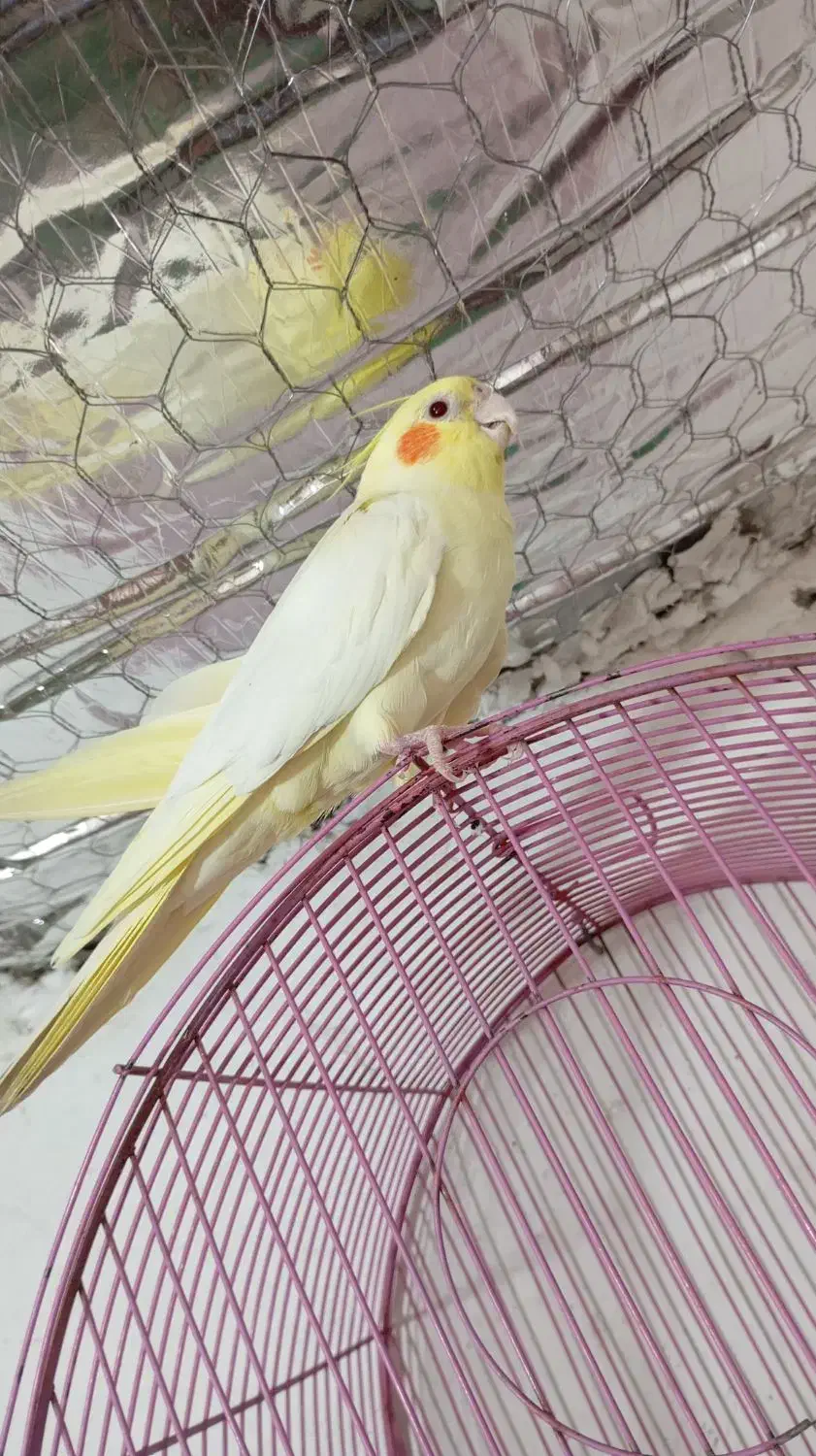 مرغ عروس دستی|پرنده|آران و بیدگل, |دیوار