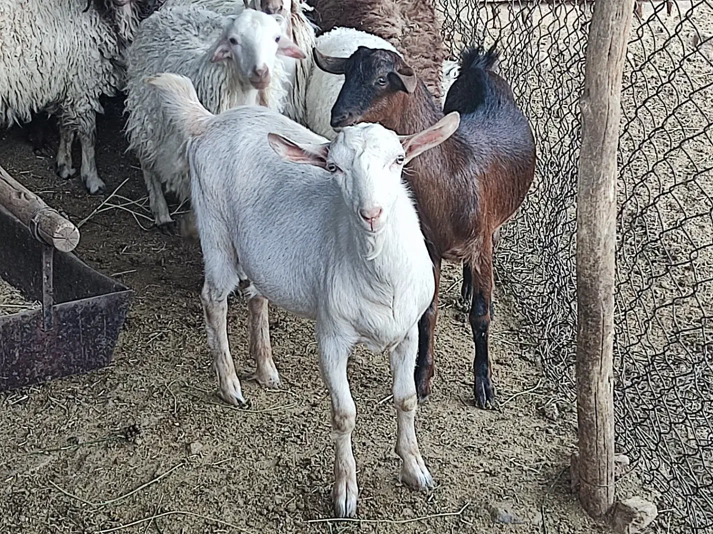 نر بر سانن|حیوانات مزرعه|ارسنجان, |دیوار