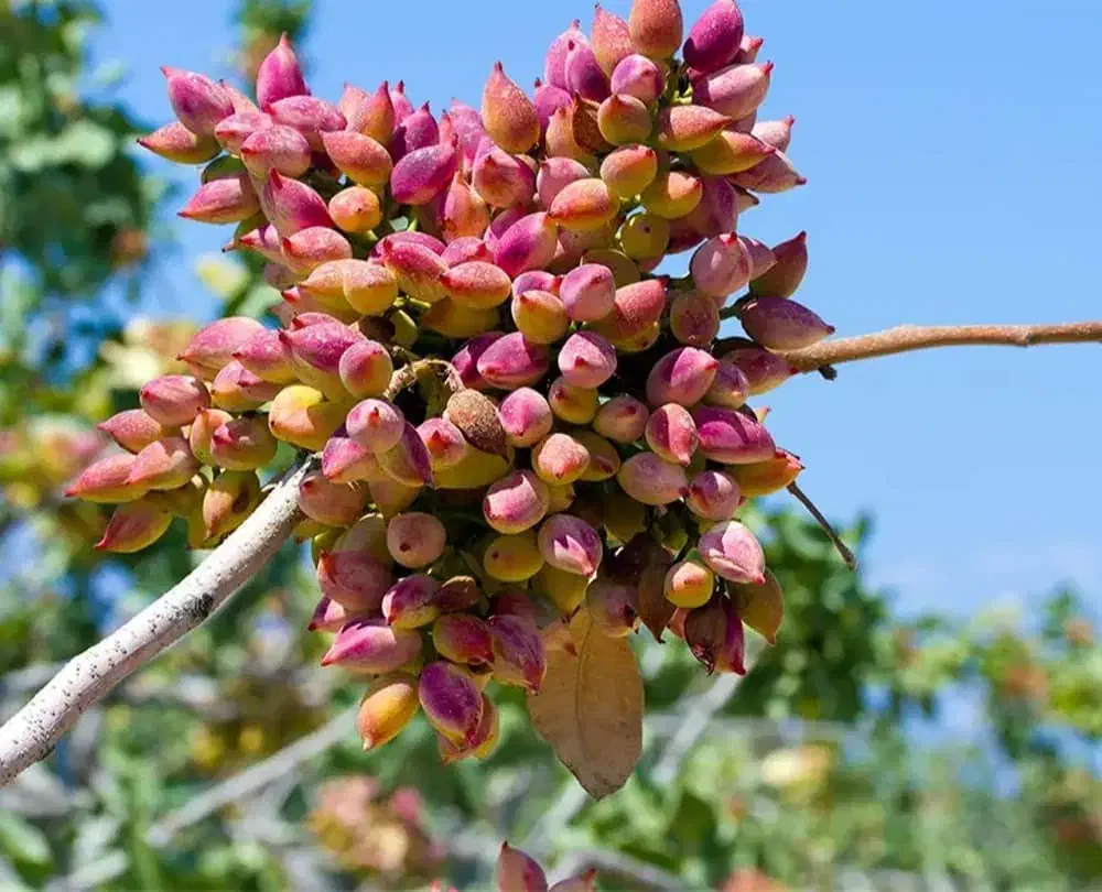 ازتولــید تا فروش|خدمات باغبانی و درختکاری|ورزقان, |دیوار