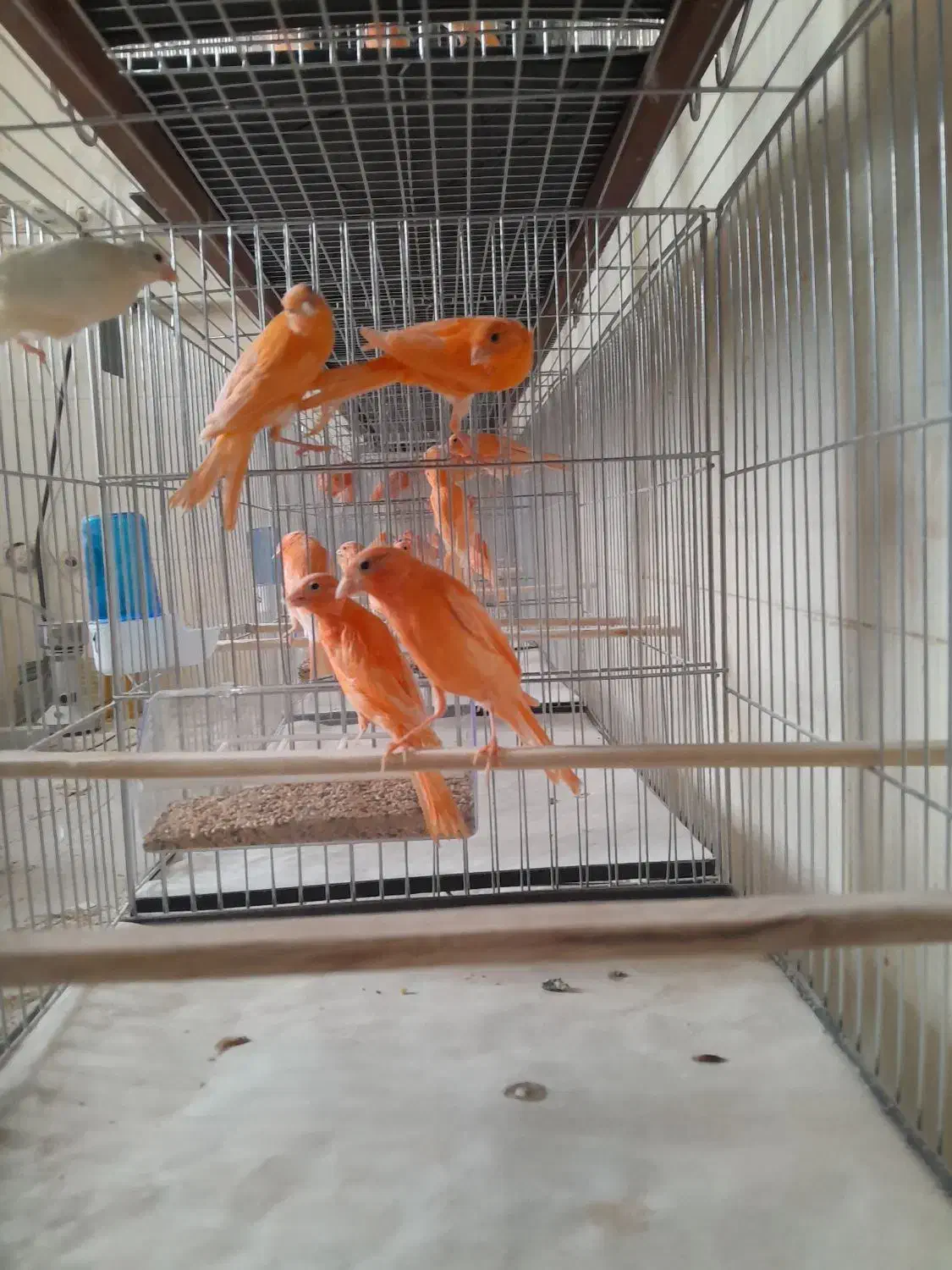 قناری|پرنده|ساوه, |دیوار