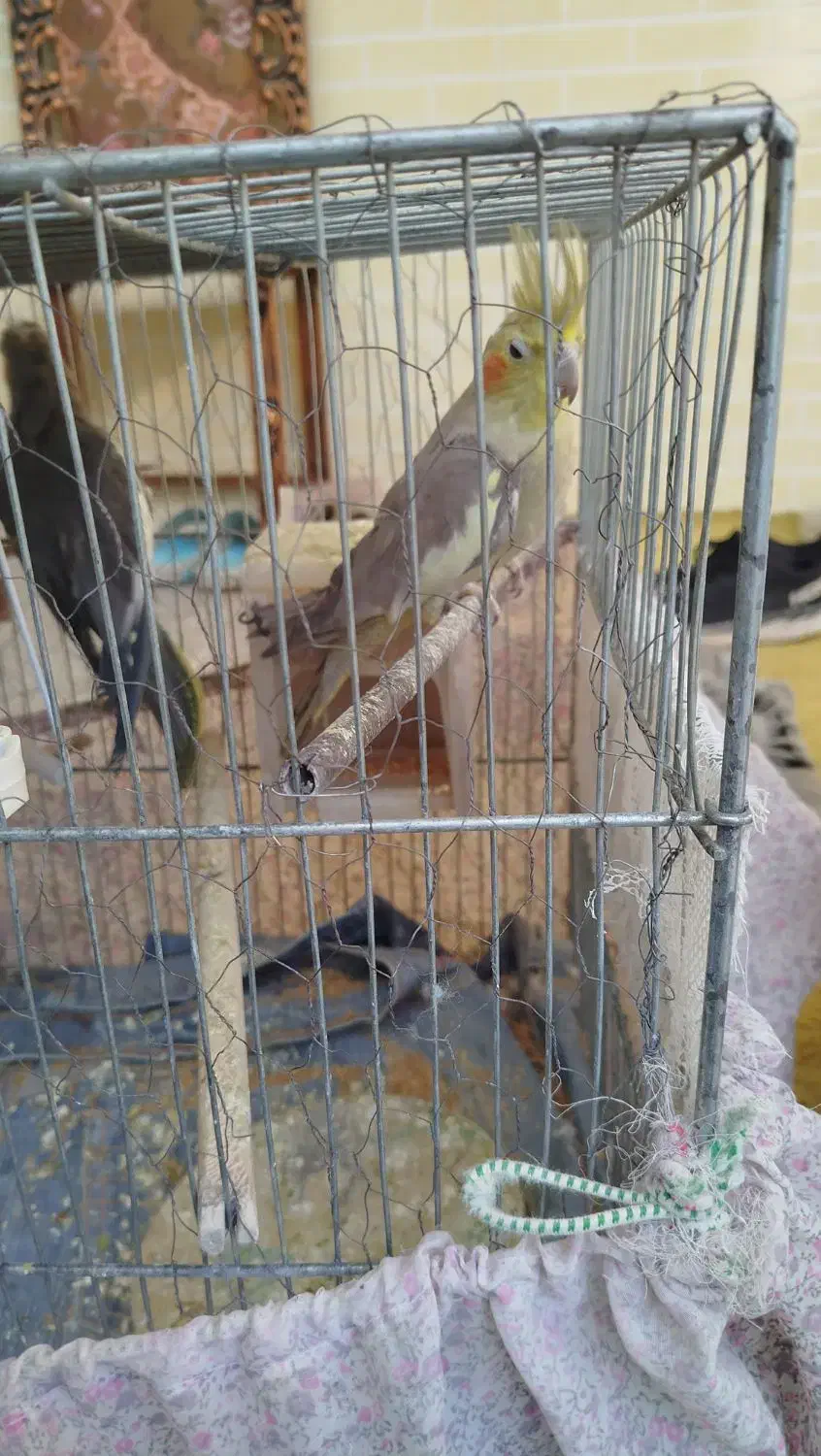 6عدد عروس هلندی بالغ نرو ماده فروشی|پرنده|طبس, |دیوار