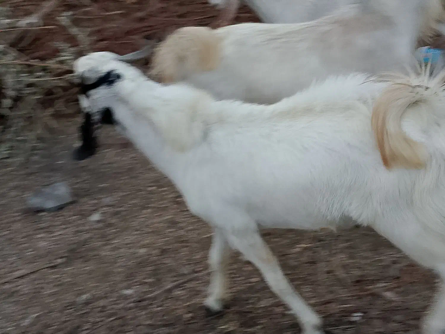 رودان برنطین|حیوانات مزرعه|رودان, |دیوار