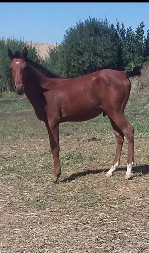 کره اسب(نریان) 6ماه|اسب و تجهیزات اسبسواری|بوکان, |دیوار