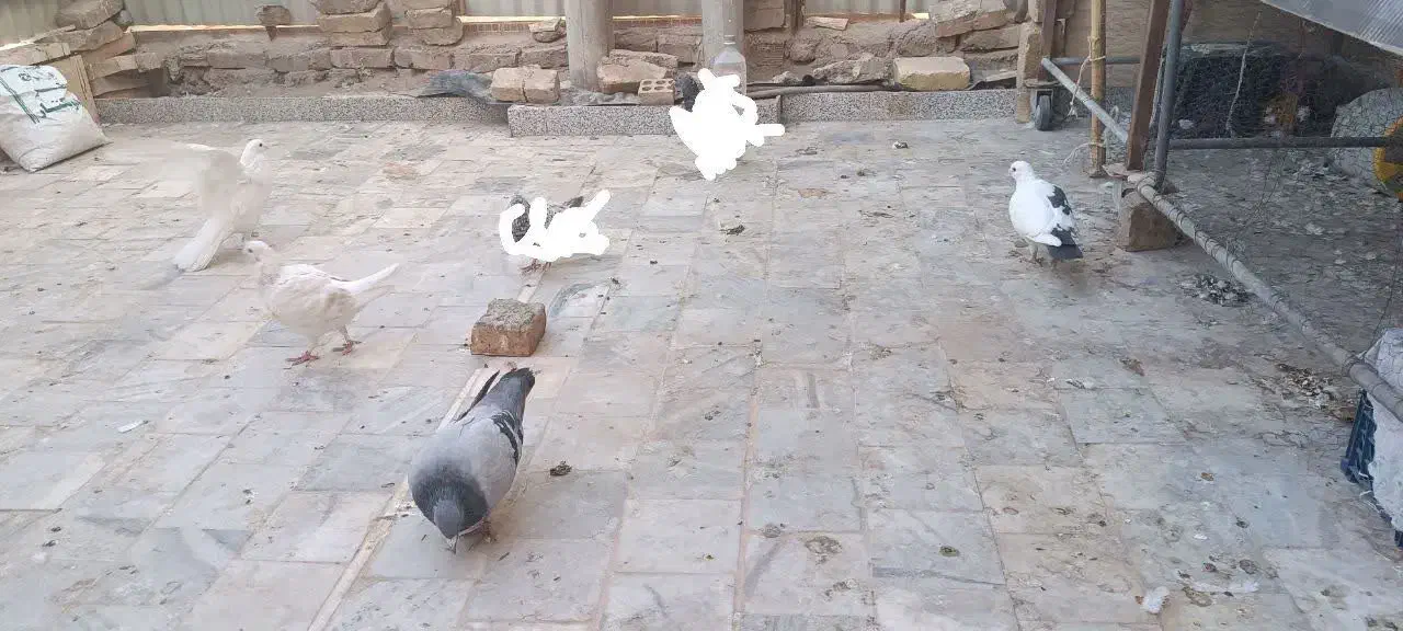 کفتر زاجر اصل کتی و تسمه ای و قمی|پرنده|میبد, |دیوار