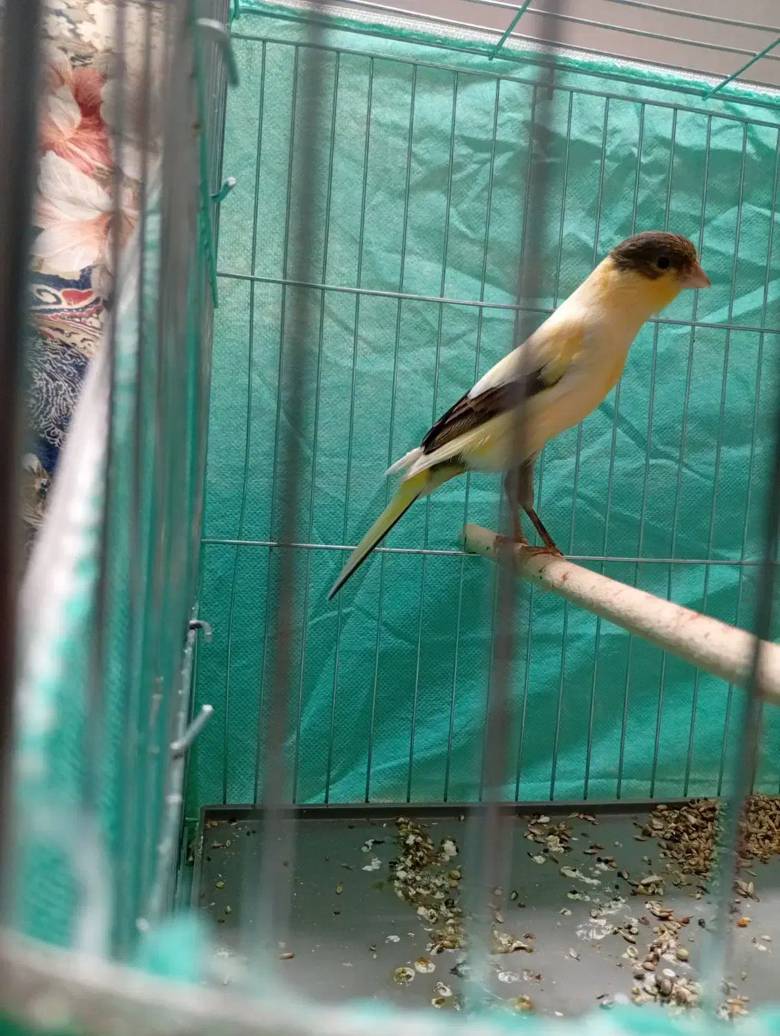 3 عدد قناری نر و ماده(معاوضه و فروش)|پرنده|آستانه اشرفیه, |دیوار