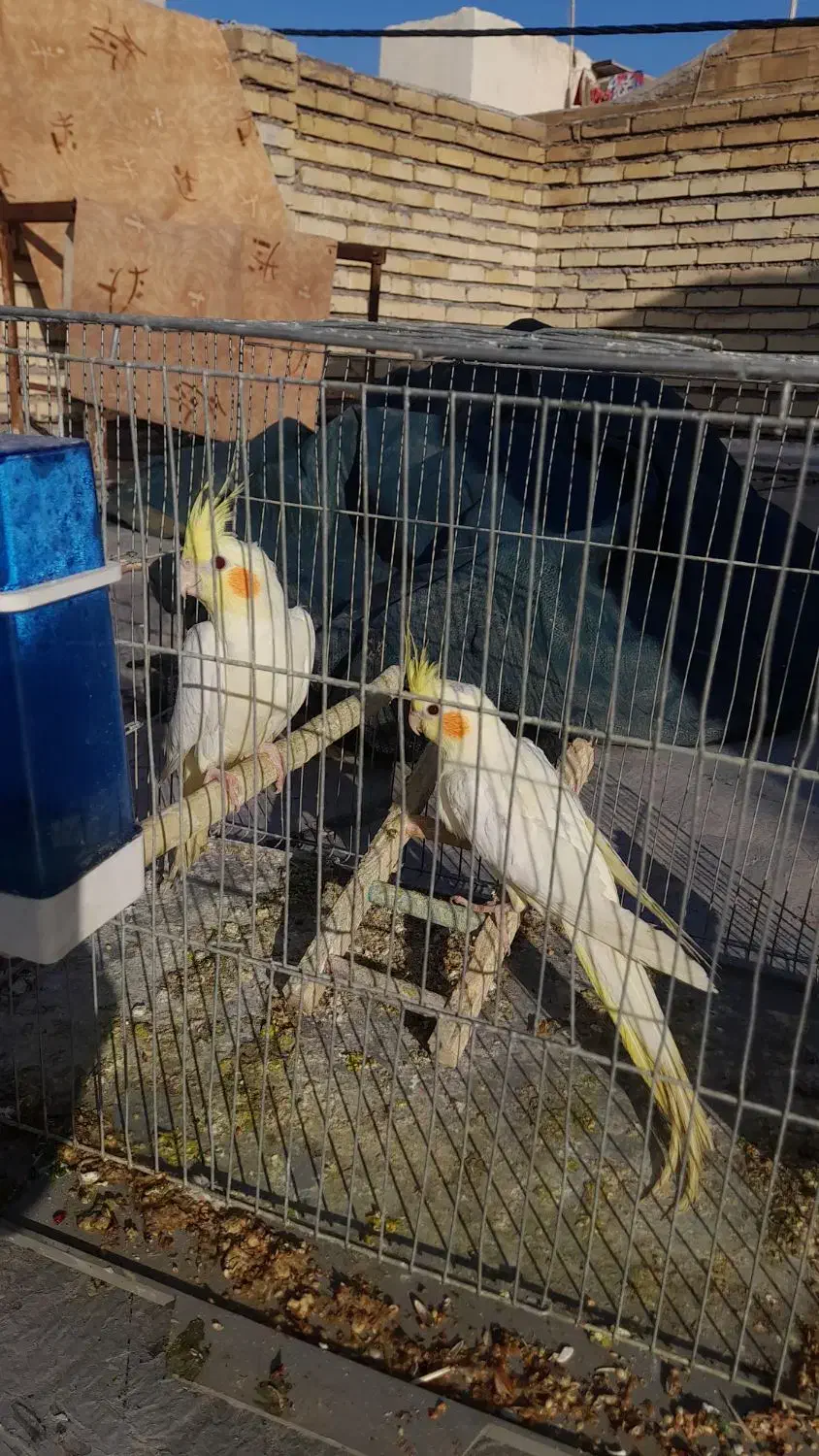 عروس هلندی معاوضه بامرغ|پرنده|دزفول, |دیوار