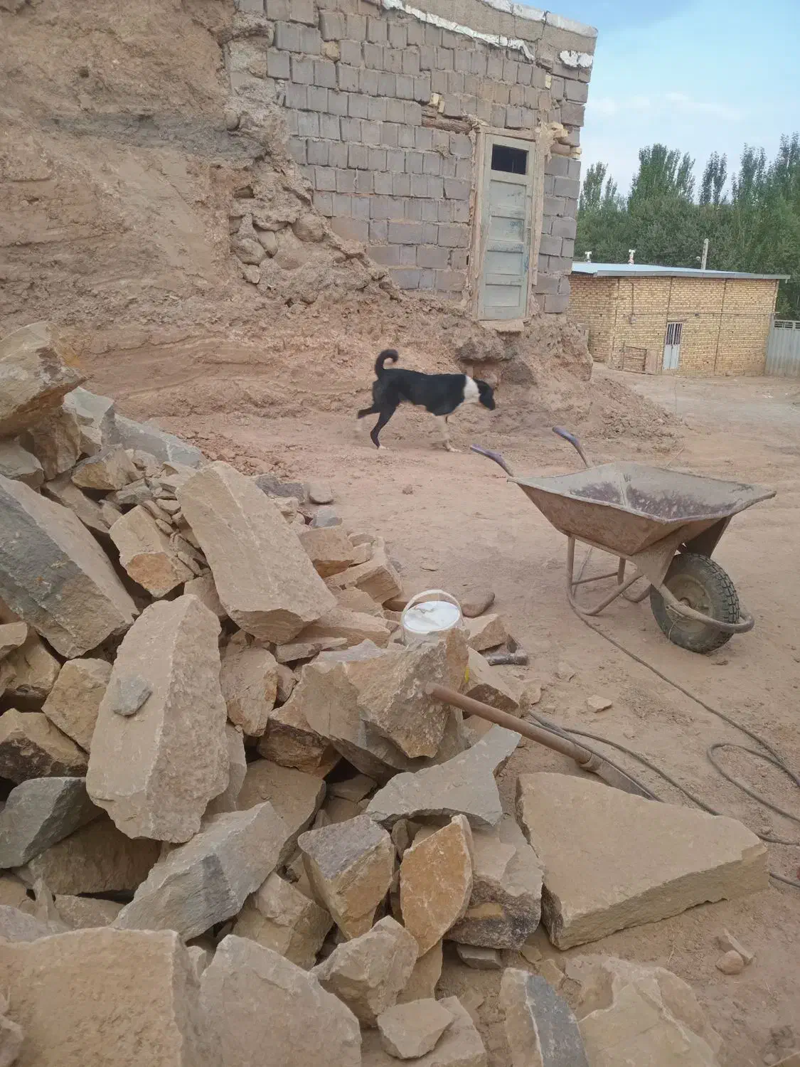 واگذاری سگ|سگ|شیرینسو, |دیوار