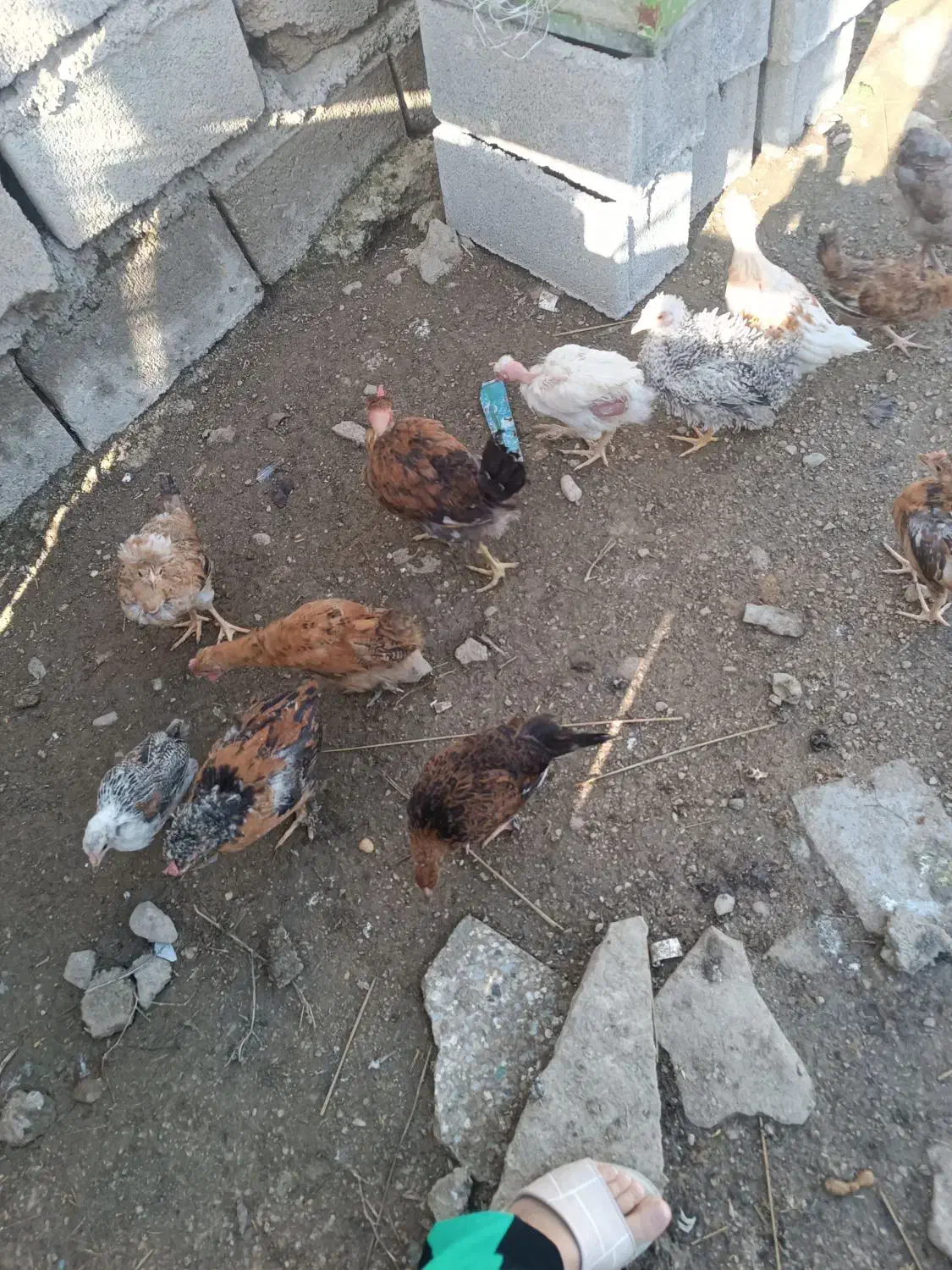 بچه خروس|حیوانات مزرعه|دهدشت, |دیوار